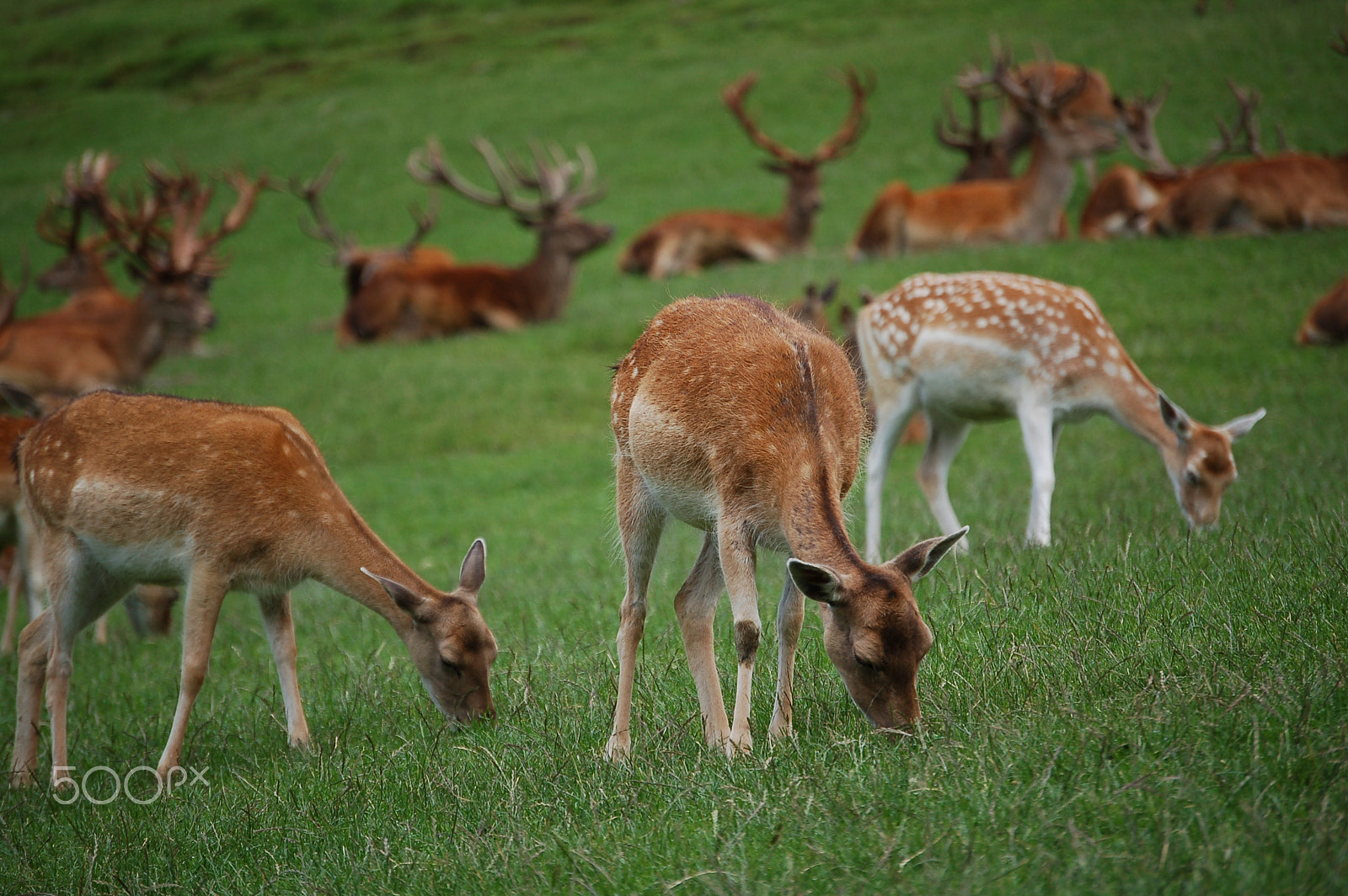 Nikon D50 sample photo. Deer photography