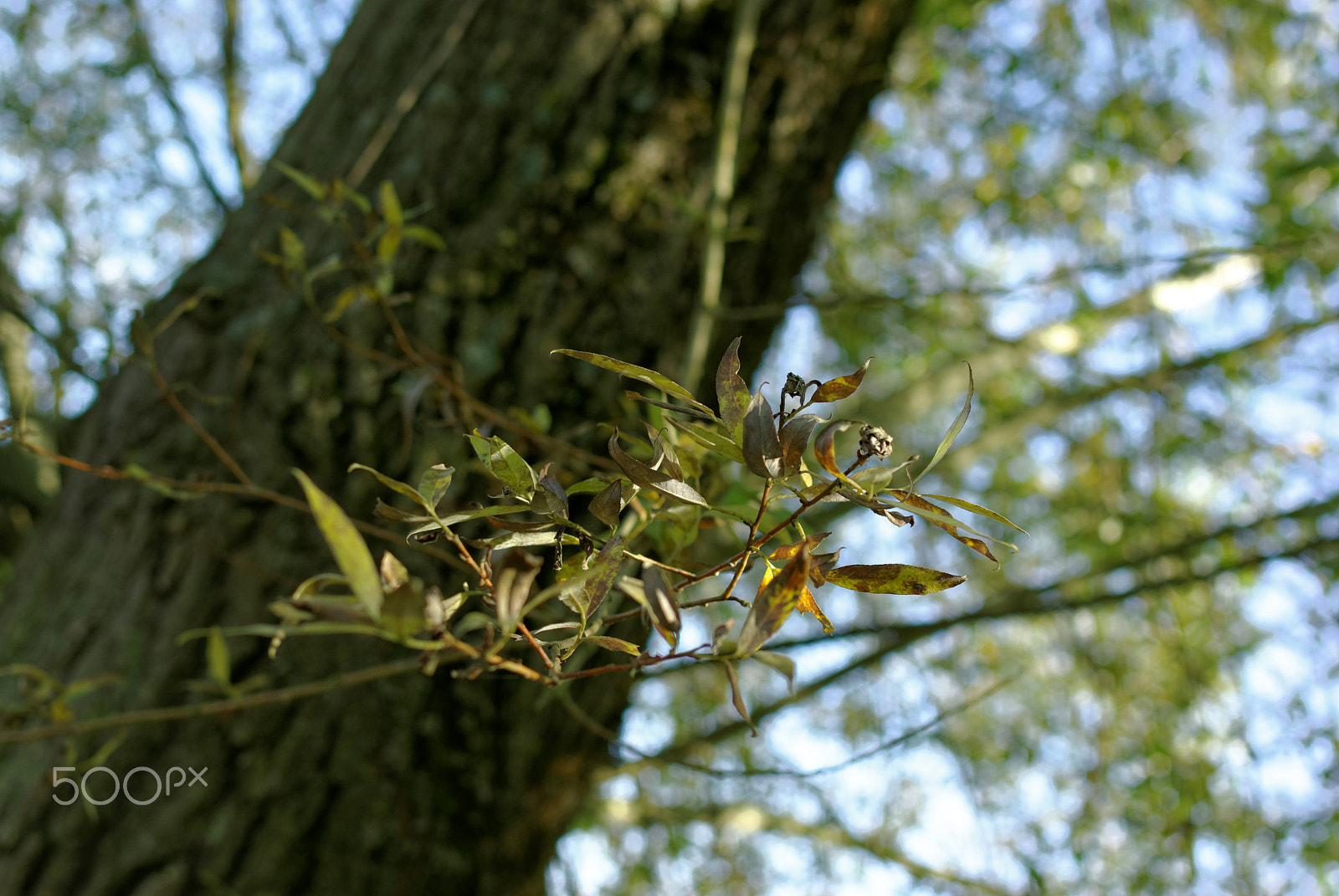 Pentax K10D sample photo. Colors of autumn in picardy photography