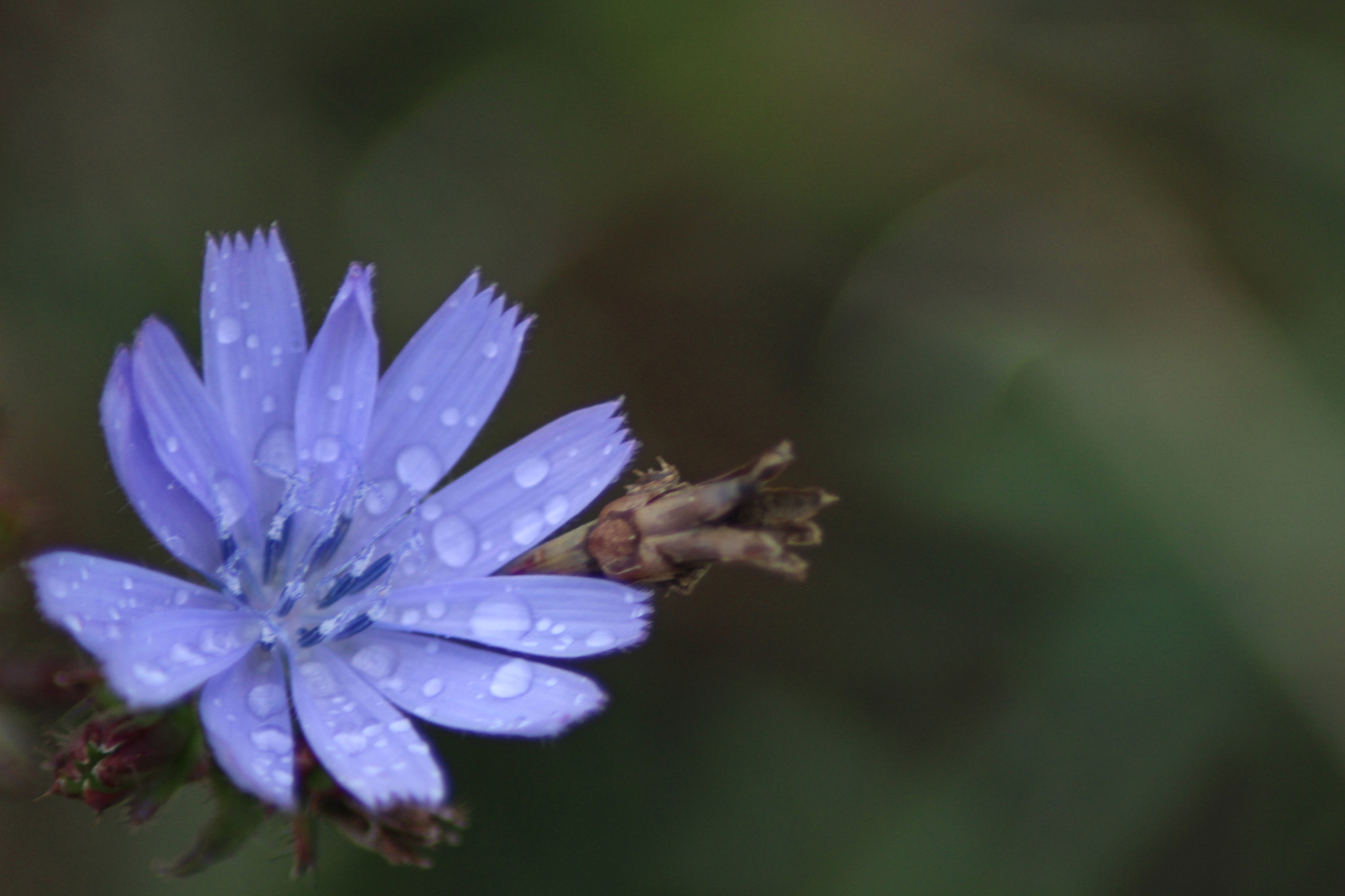 Canon EOS 100D (EOS Rebel SL1 / EOS Kiss X7) sample photo. Flower #1 photography