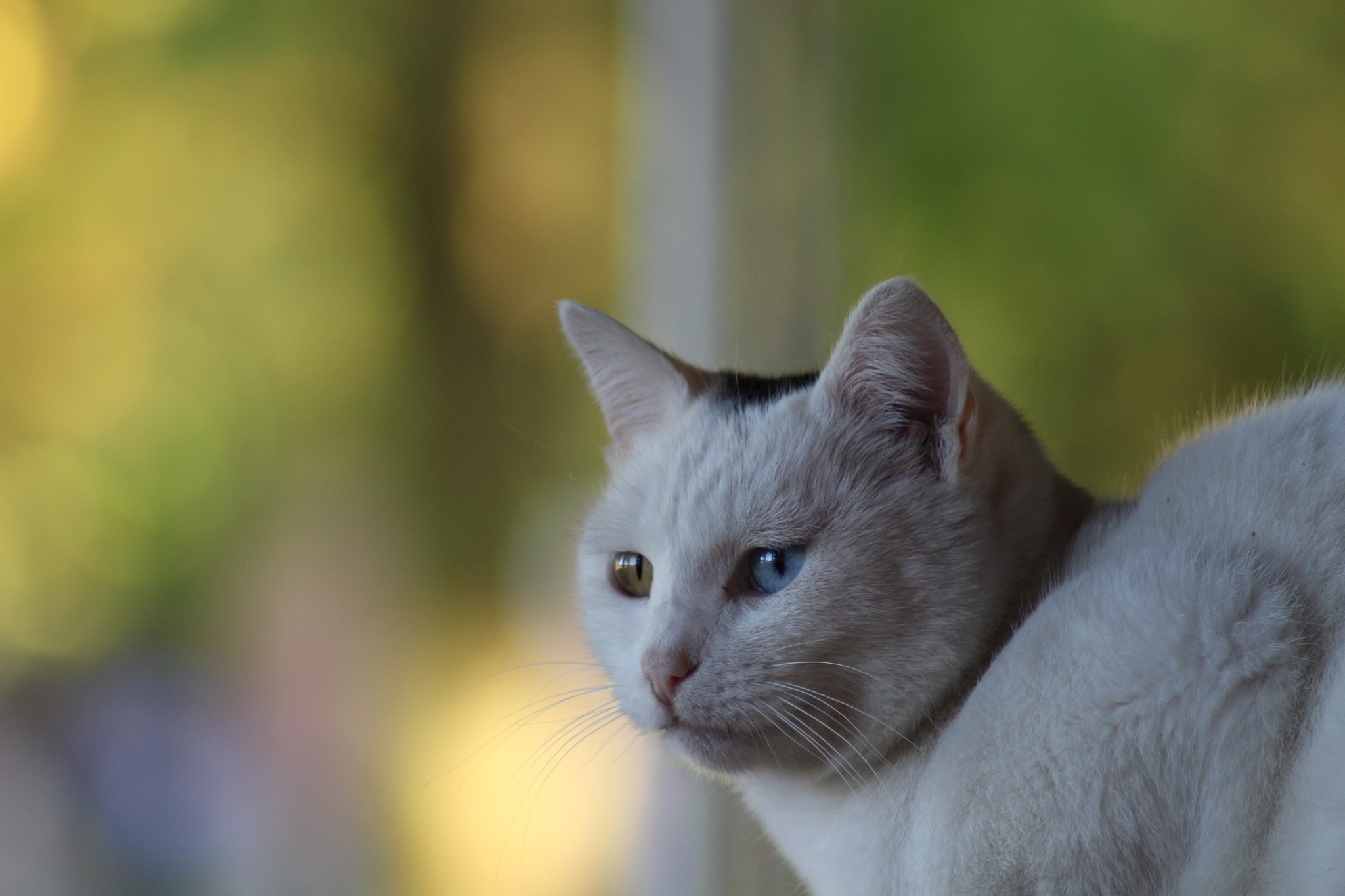 Canon EOS 100D (EOS Rebel SL1 / EOS Kiss X7) sample photo. Brown or green? both! photography