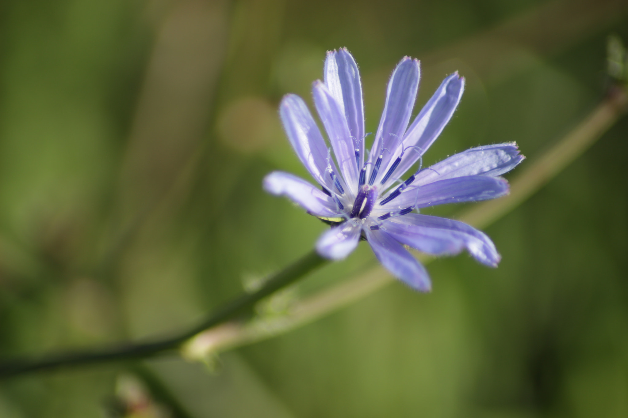 Canon EOS 100D (EOS Rebel SL1 / EOS Kiss X7) sample photo. Flower #2 photography