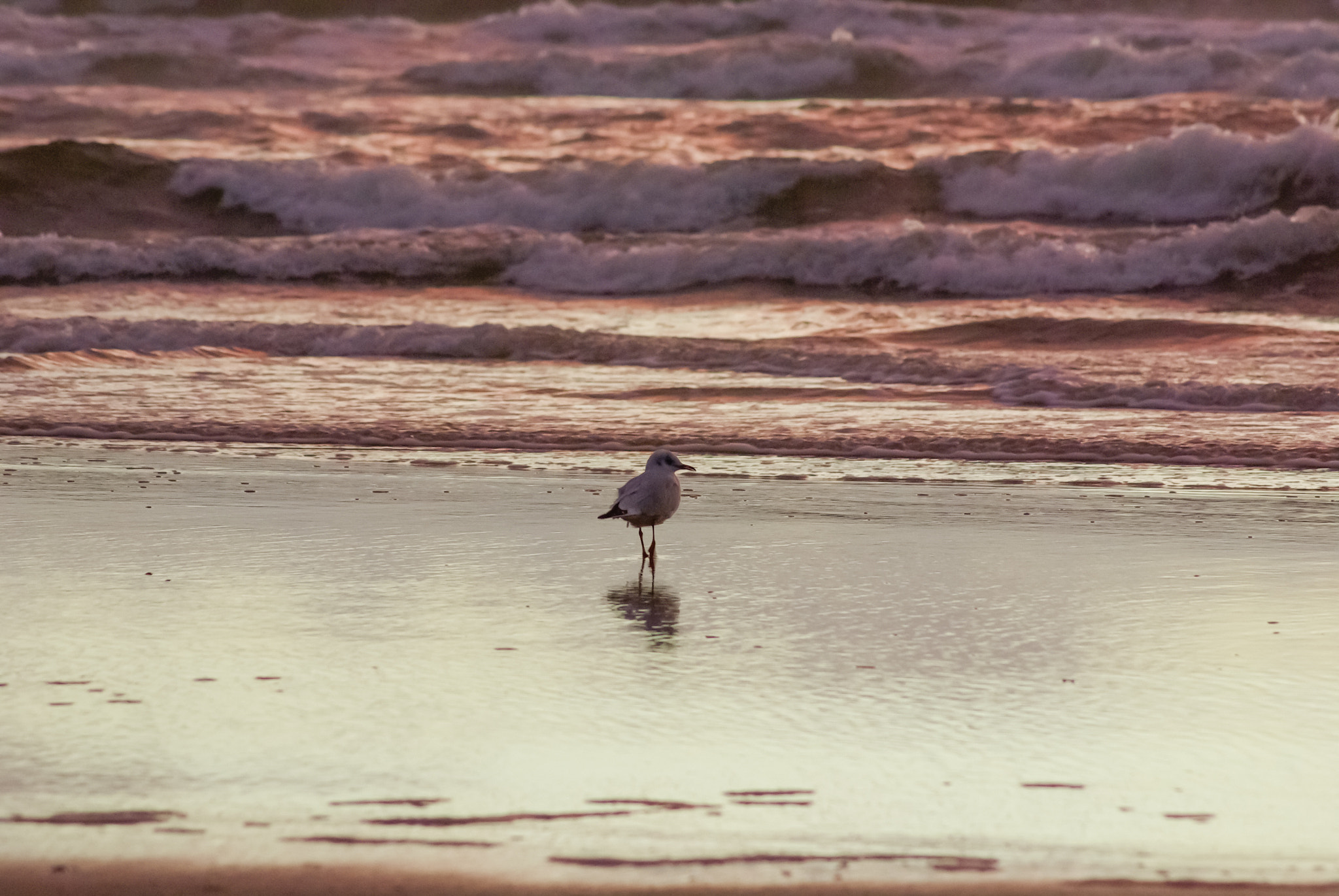 Pentax K10D sample photo. Black-headed gull walking towards the floodline photography