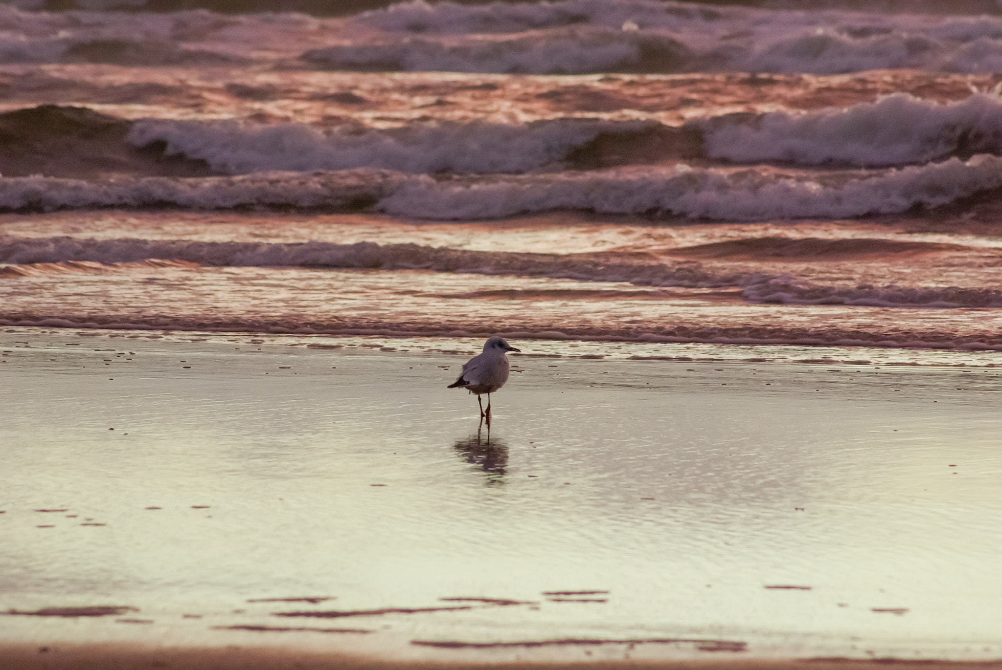 Tamron AF 70-300mm F4-5.6 Di LD Macro sample photo. Black-headed gull walking towards the floodline photography