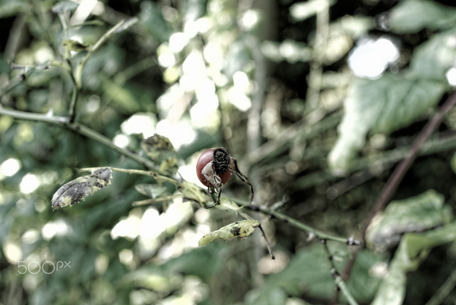 Pentax K10D sample photo. Colors of autumn in picardy photography