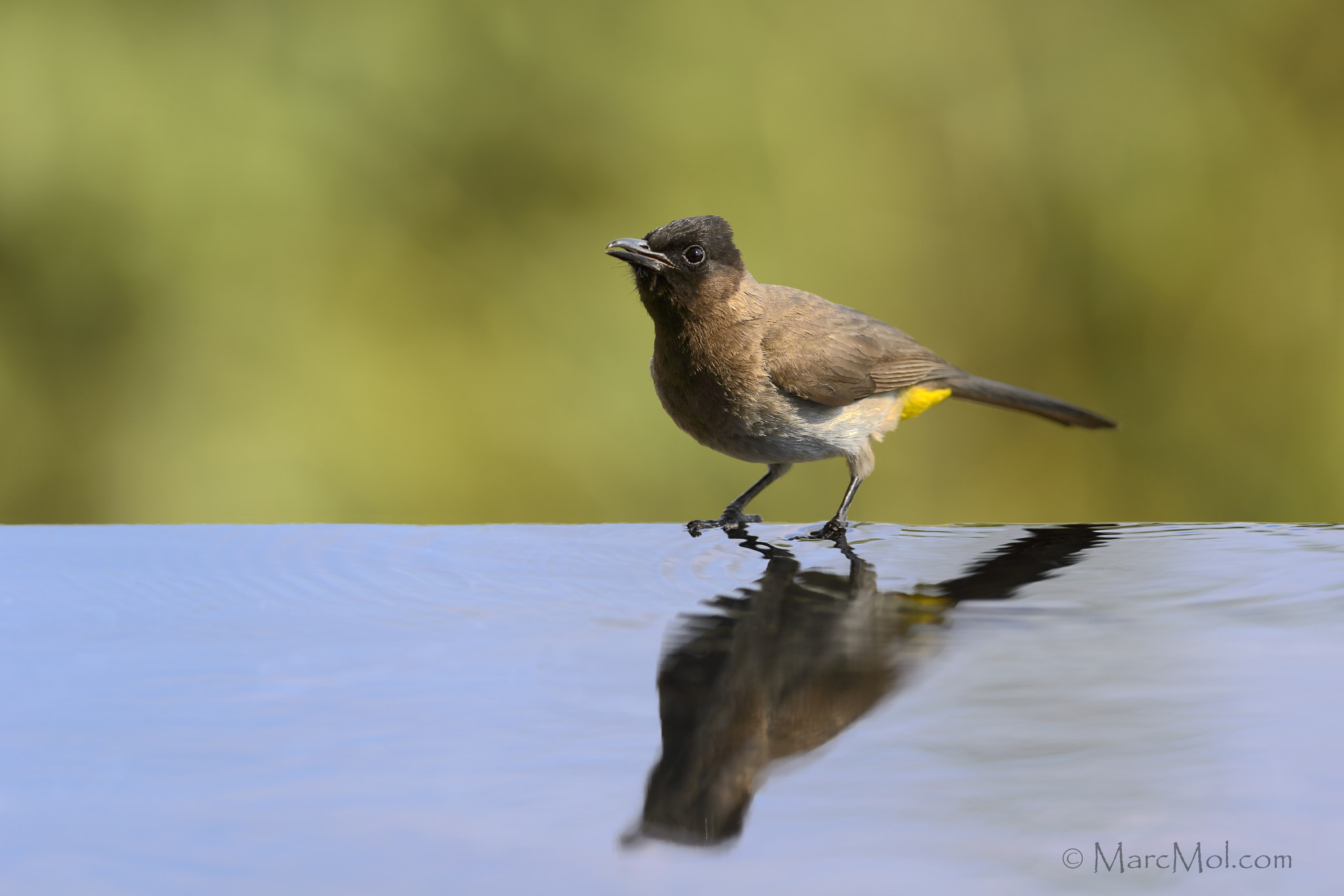 Nikon AF-S Nikkor 400mm F2.8E FL ED VR sample photo. Common bulbul photography