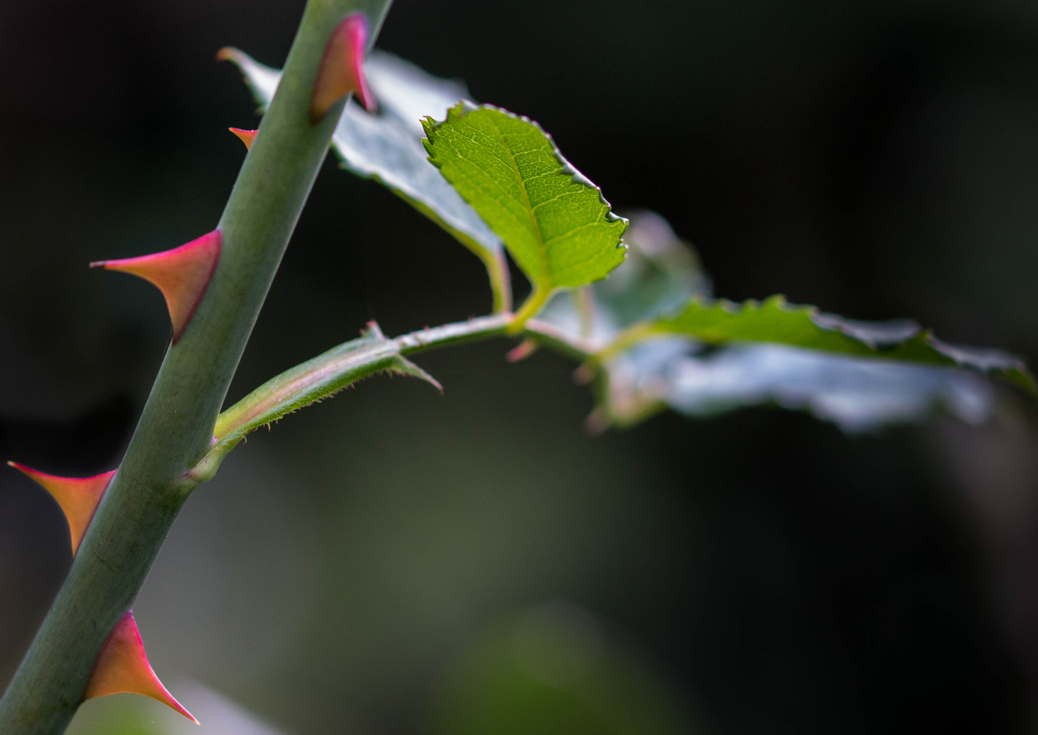 Sigma 105mm F2.8 EX DG OS HSM sample photo. Sharp photography