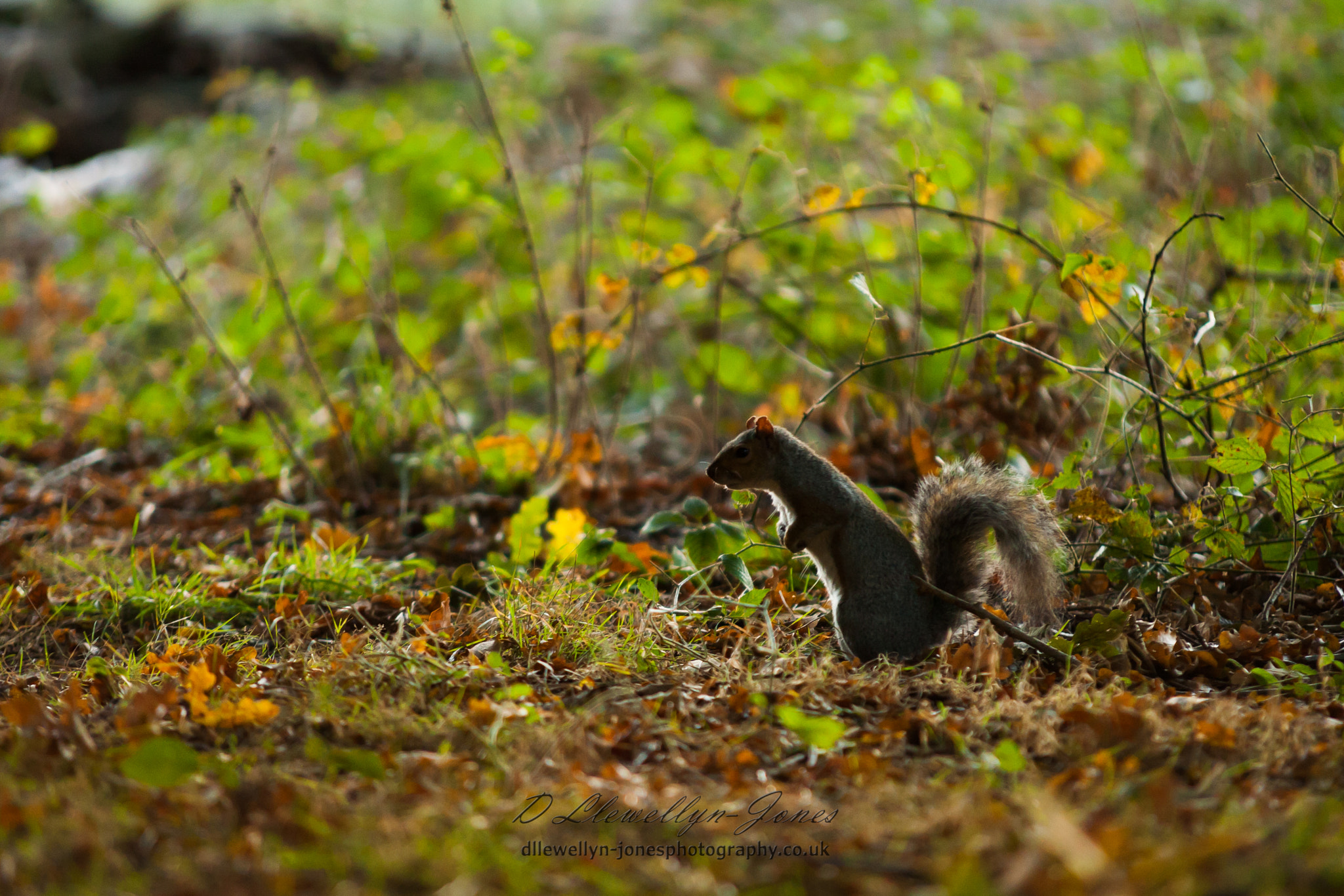 Canon EOS 5D + Sigma 70-200mm F2.8 EX DG OS HSM sample photo. Untitled photography