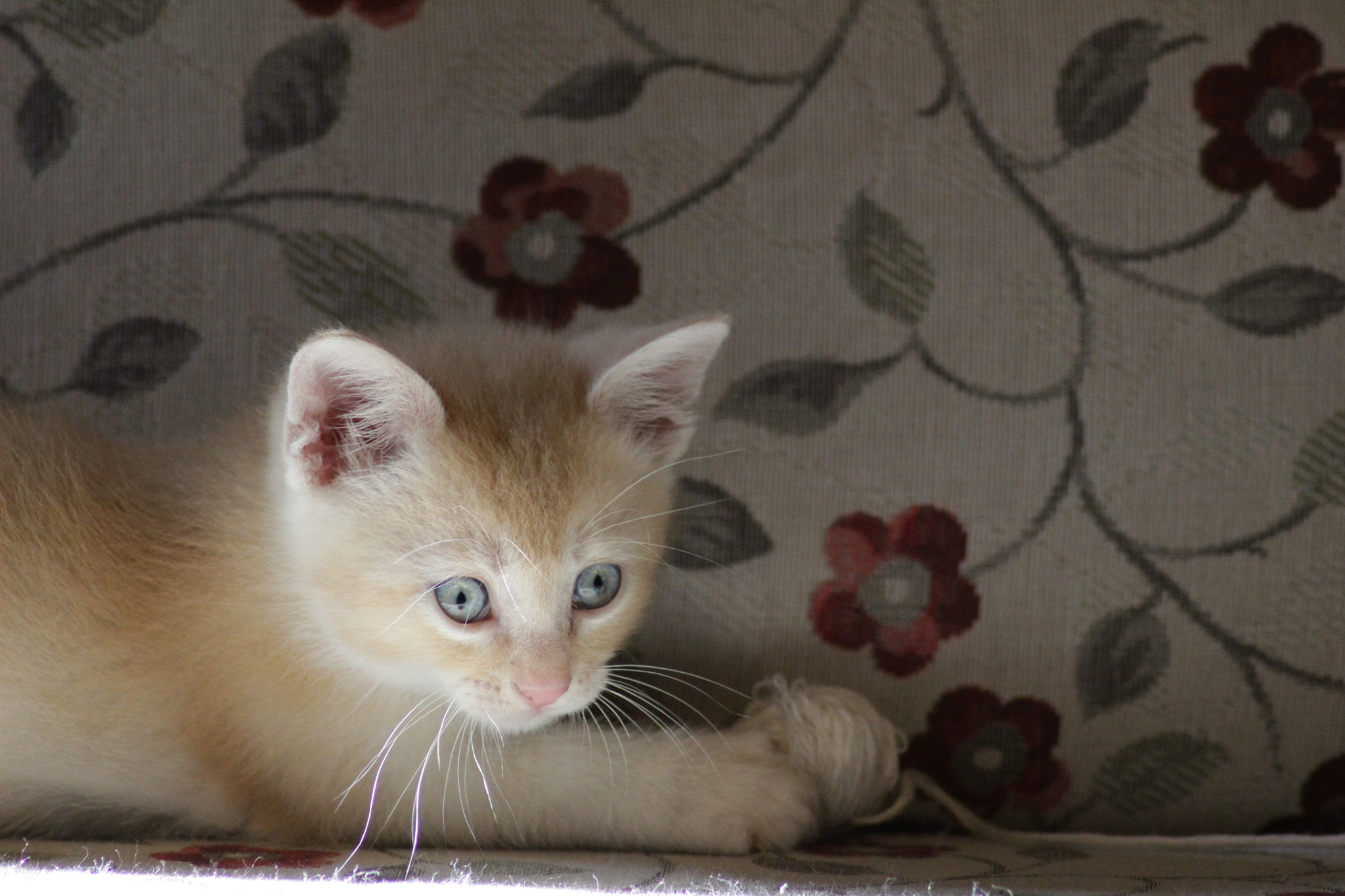 Canon EOS 100D (EOS Rebel SL1 / EOS Kiss X7) sample photo. Little cat. photography