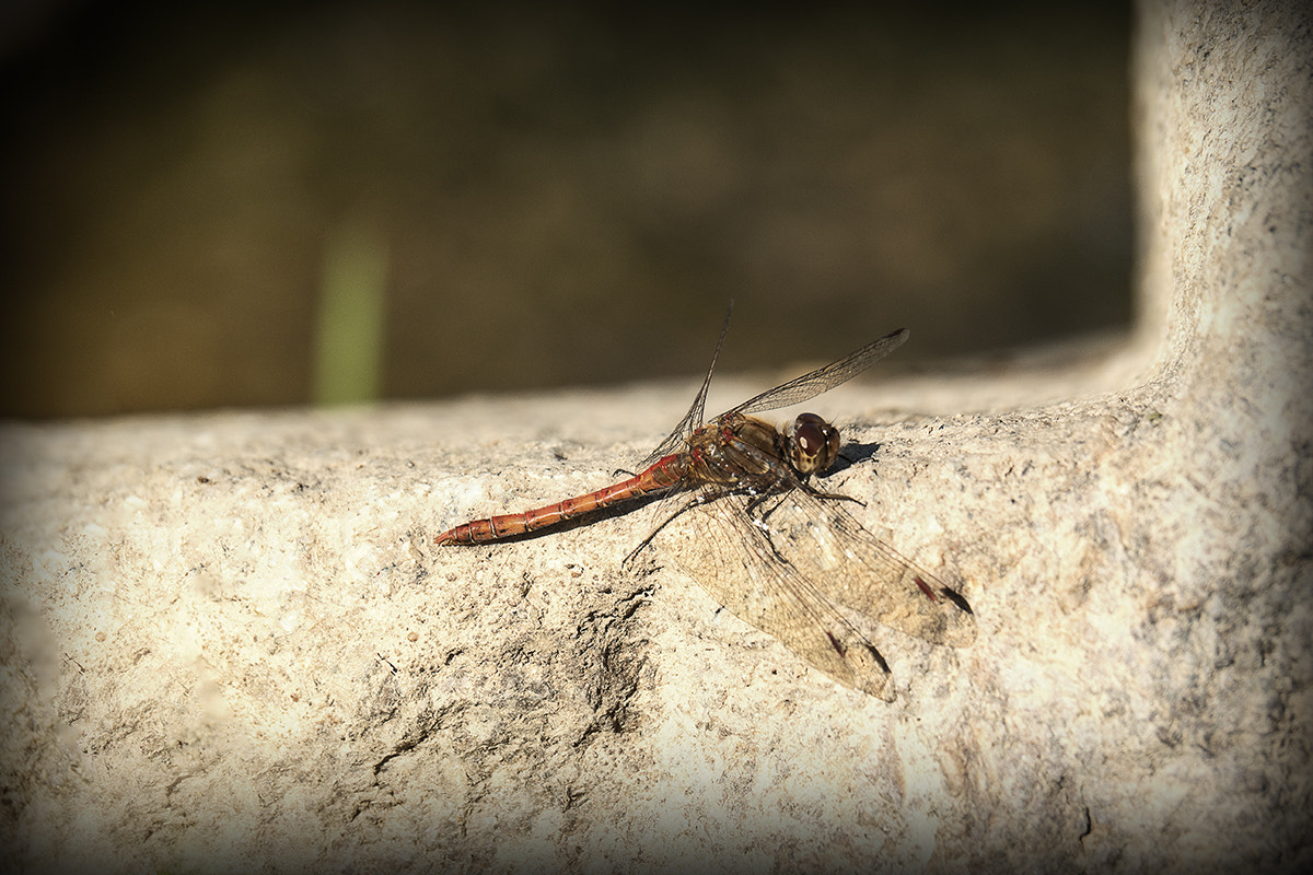 OLYMPUS M.14-150mm F4.0-5.6 II sample photo. The last sunbathing for this year photography