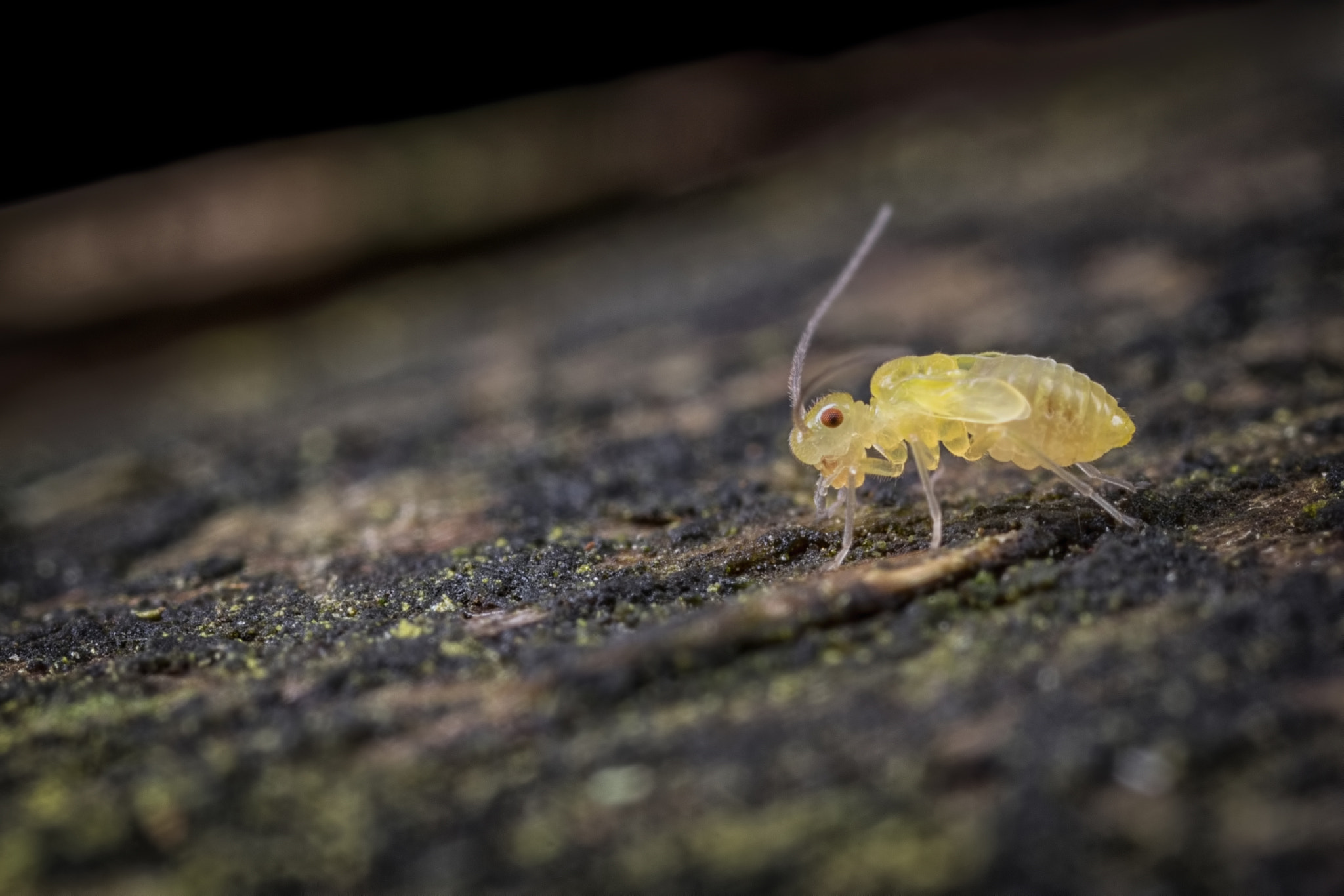 Canon MP-E 65mm F2.5 1-5x Macro Photo sample photo. Creeping along photography