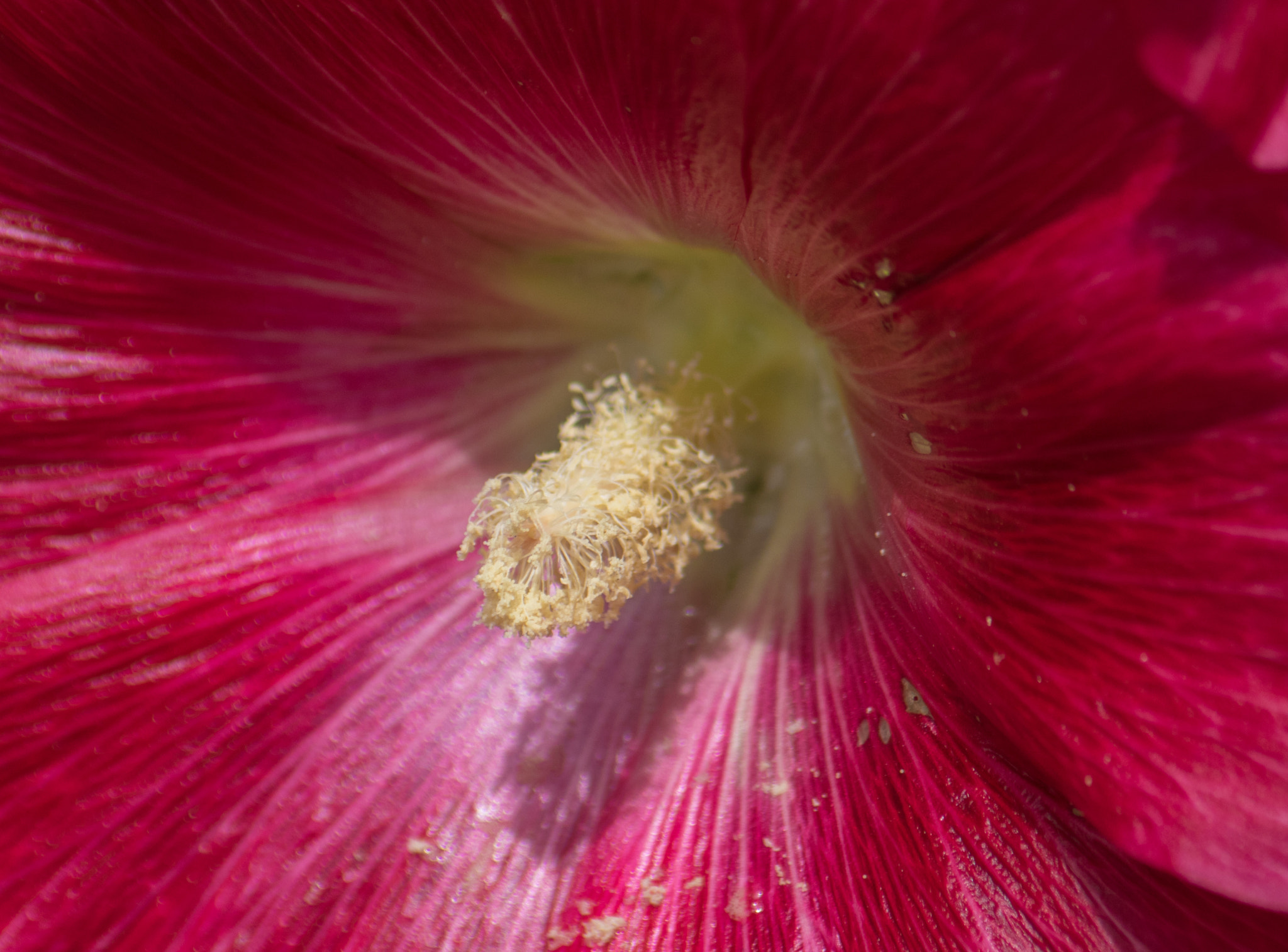 Canon EF-S 55-250mm F4-5.6 IS sample photo. Cur photography