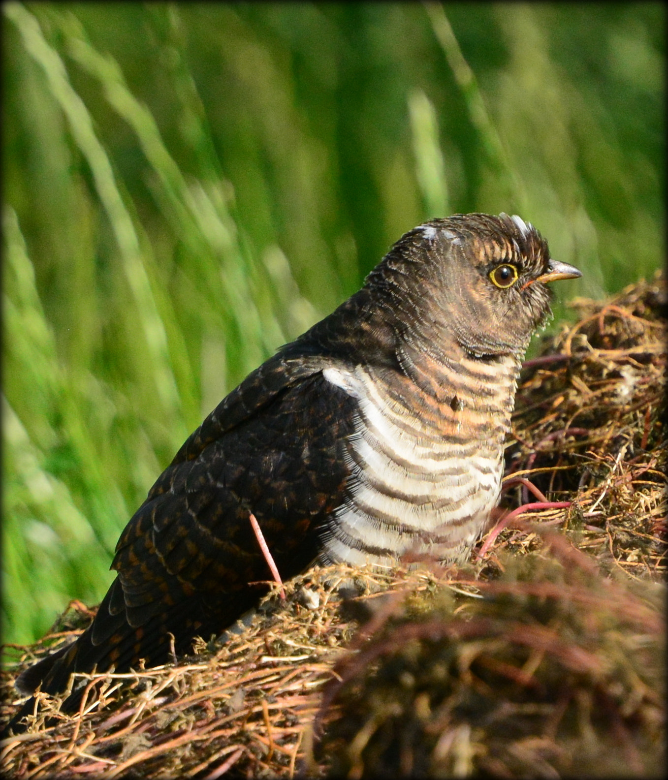 Nikon Nikkor AF-S 300mm F4E PF ED VR sample photo. Juvenile cuckoo photography