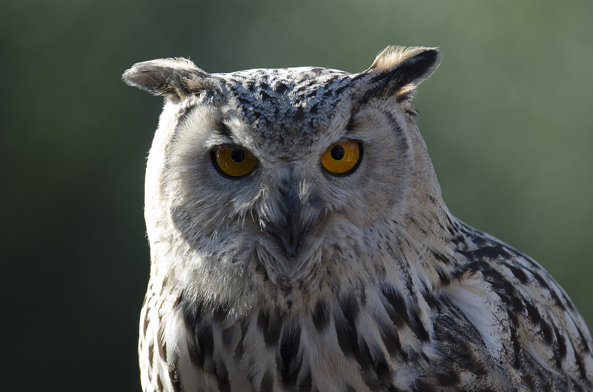 Nikon D7000 sample photo. Eurasian eagle-owl photography