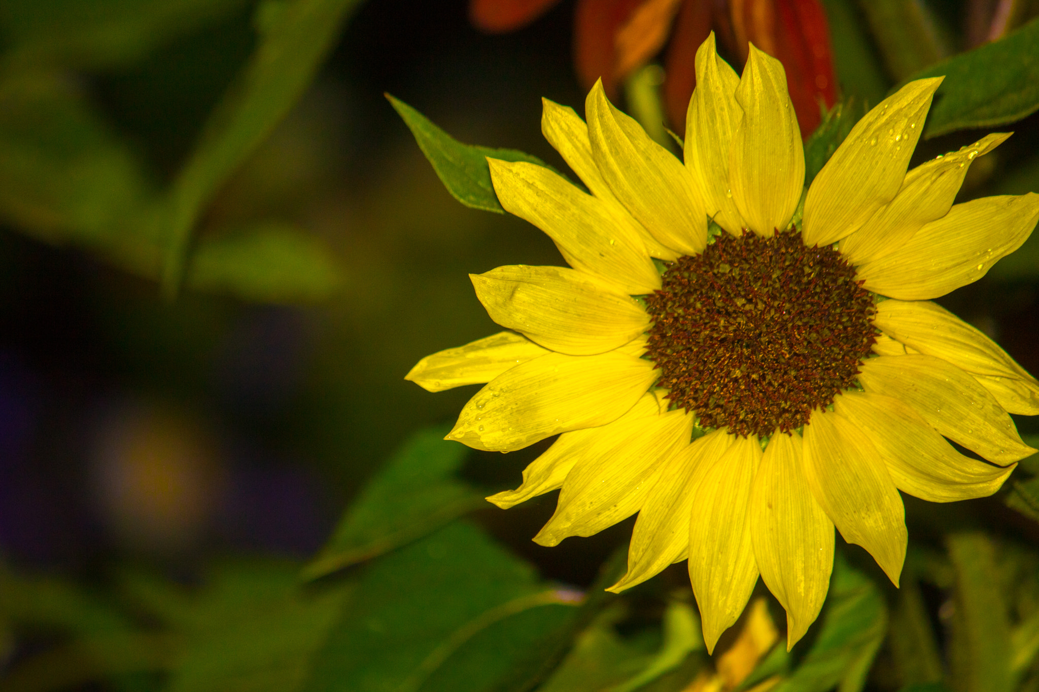 Canon EF-S 55-250mm F4-5.6 IS sample photo. Pshop elements photography