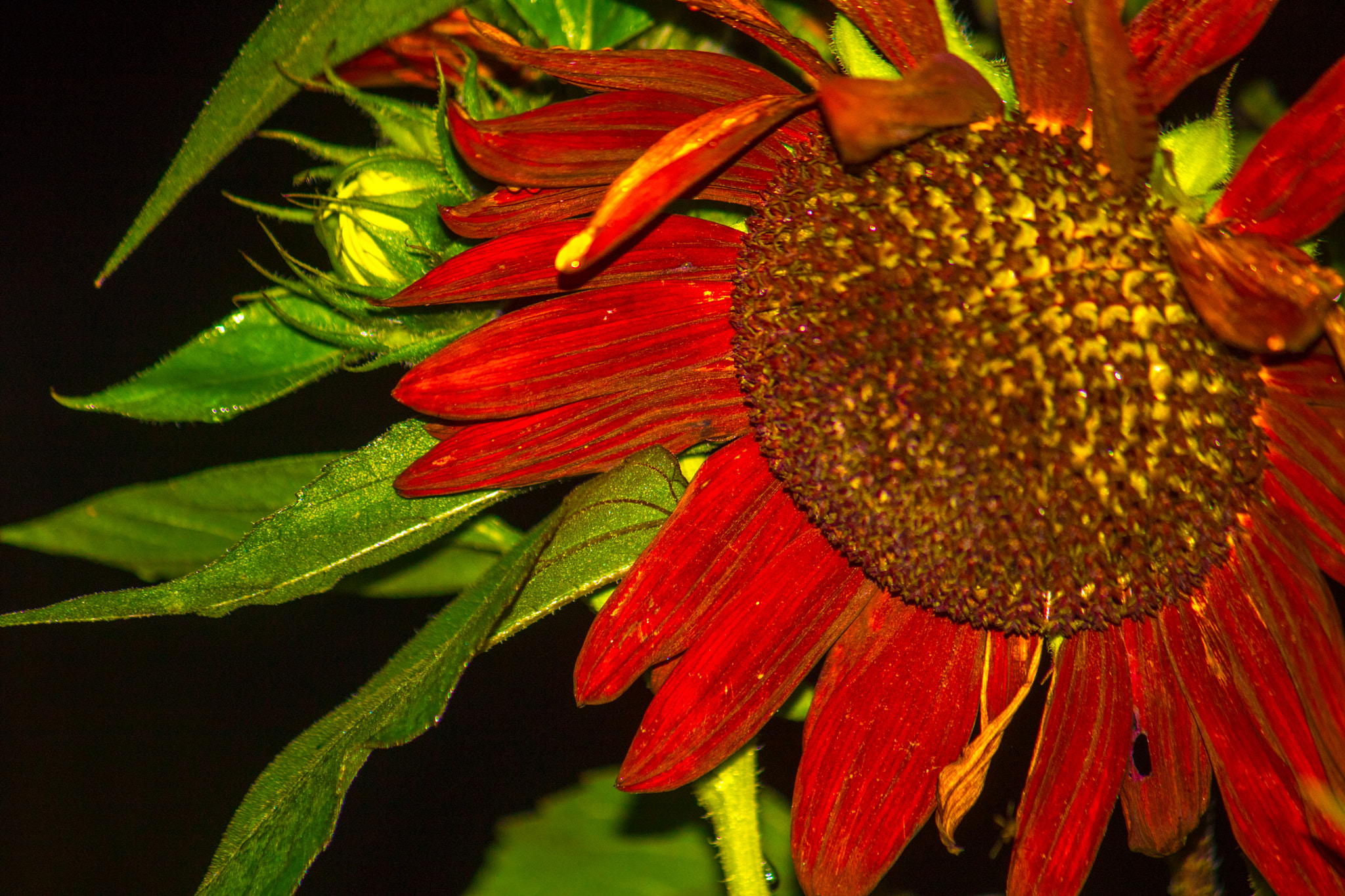 Canon EF-S 55-250mm F4-5.6 IS sample photo. Pshop elements perfect photography