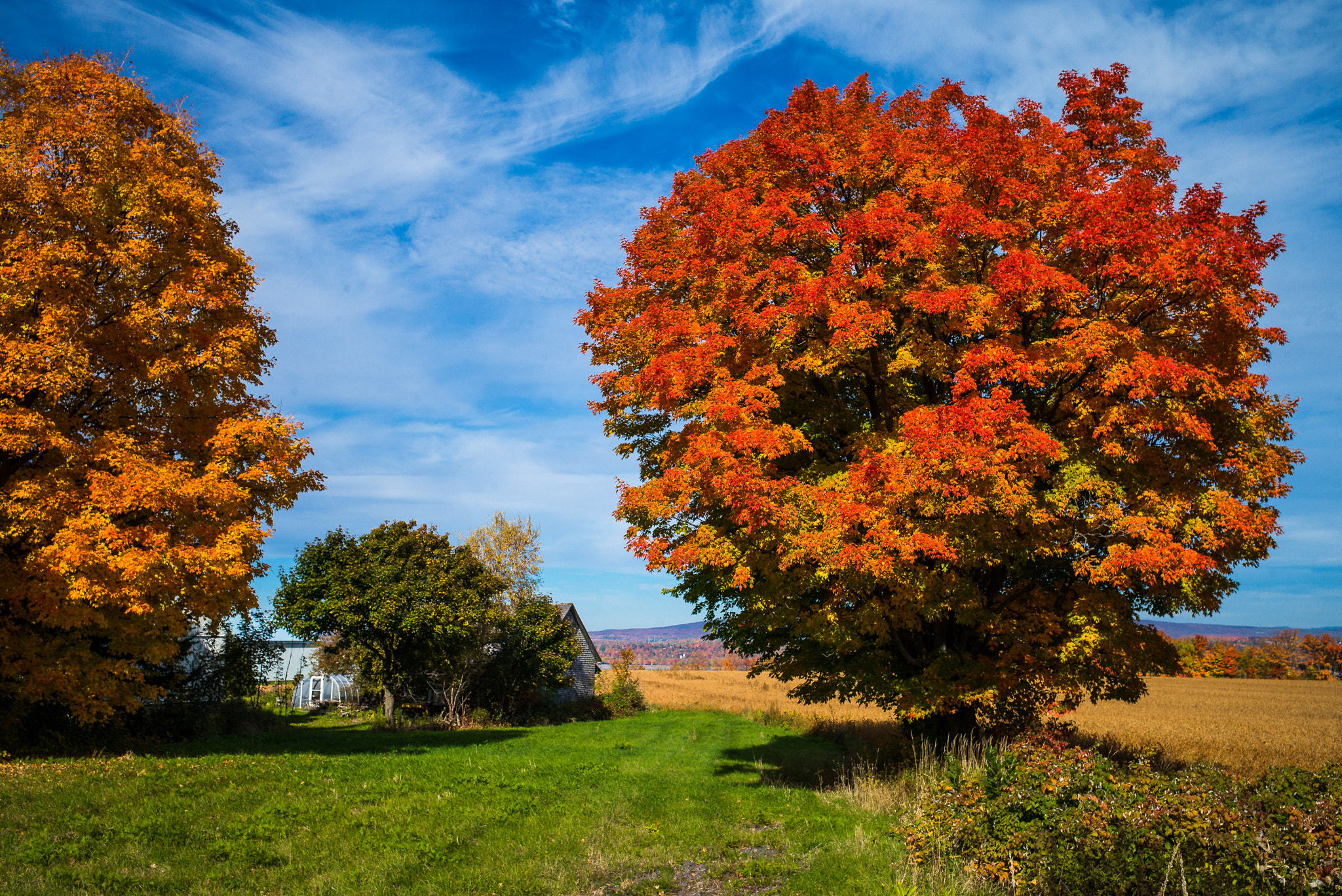Leica Elmarit-M 28mm F2.8 ASPH sample photo. Falling for fall photography