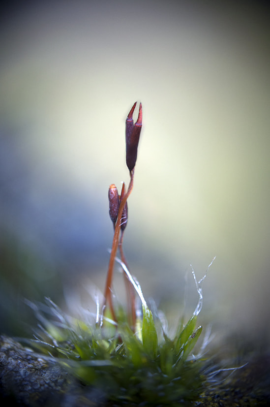 Sigma 70-300mm F4-5.6 APO DG Macro sample photo. Mousse de crabe photography