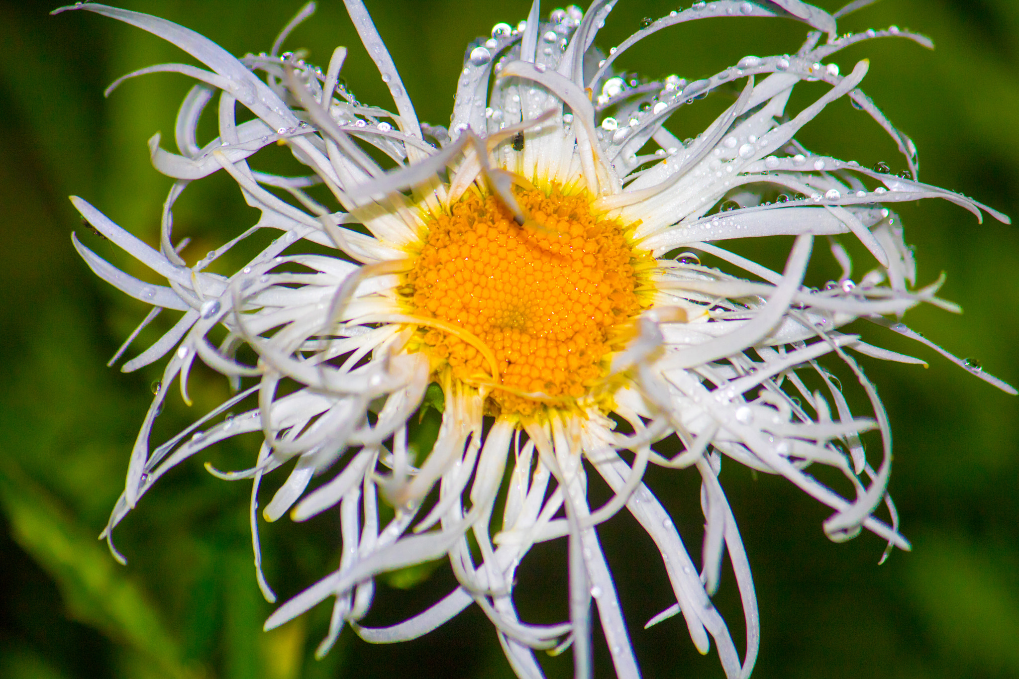 Canon EF-S 55-250mm F4-5.6 IS sample photo. Pshop elements photography