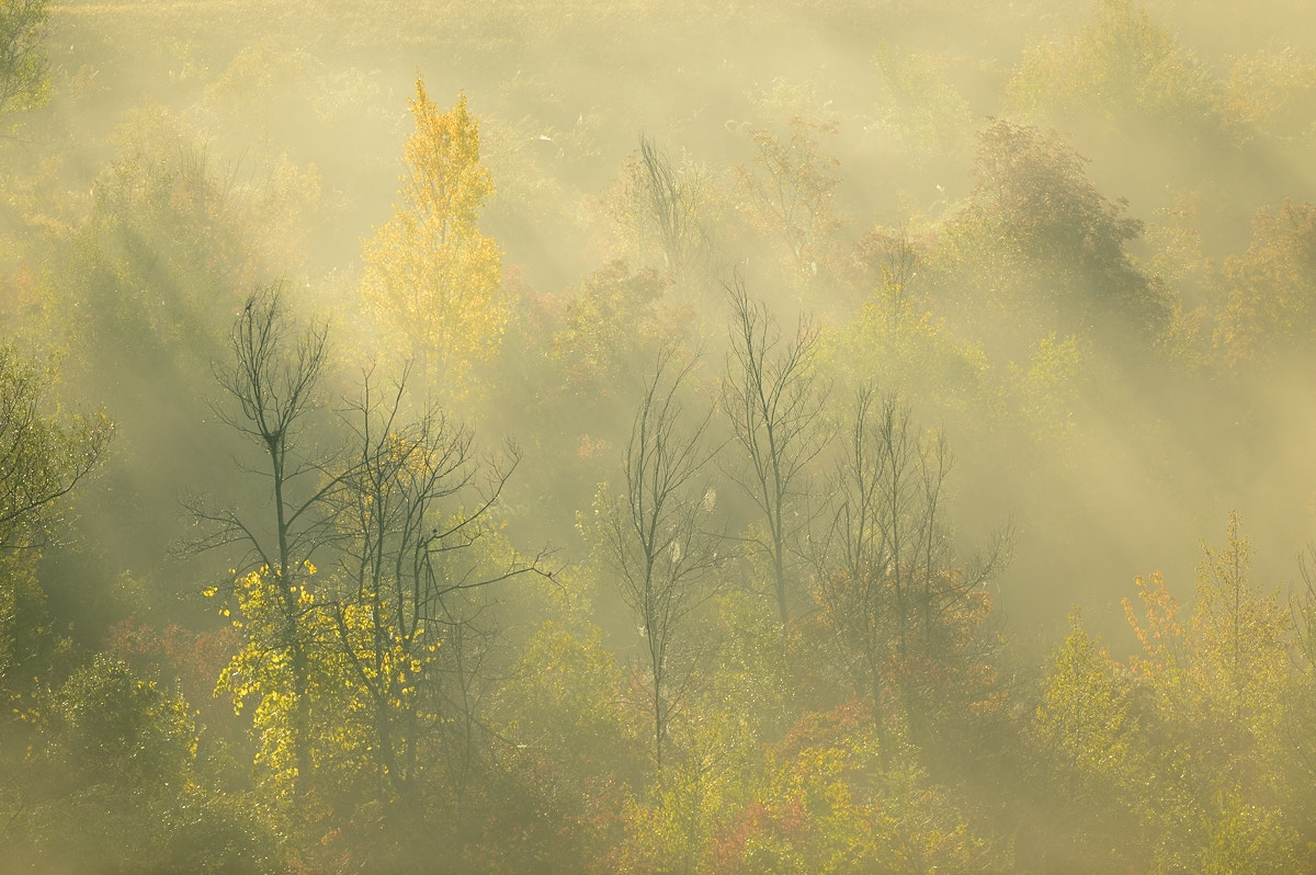 Nikon D4 + Nikon AF-S Nikkor 500mm F4G ED VR sample photo. Fog photography