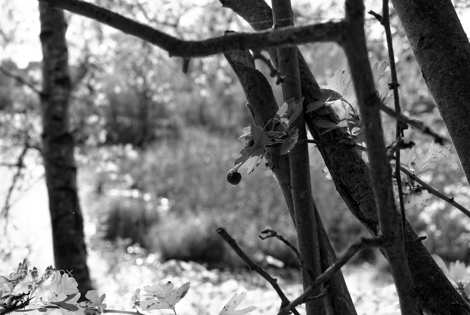 Pentax K10D sample photo. Colors of autumn in picardy photography