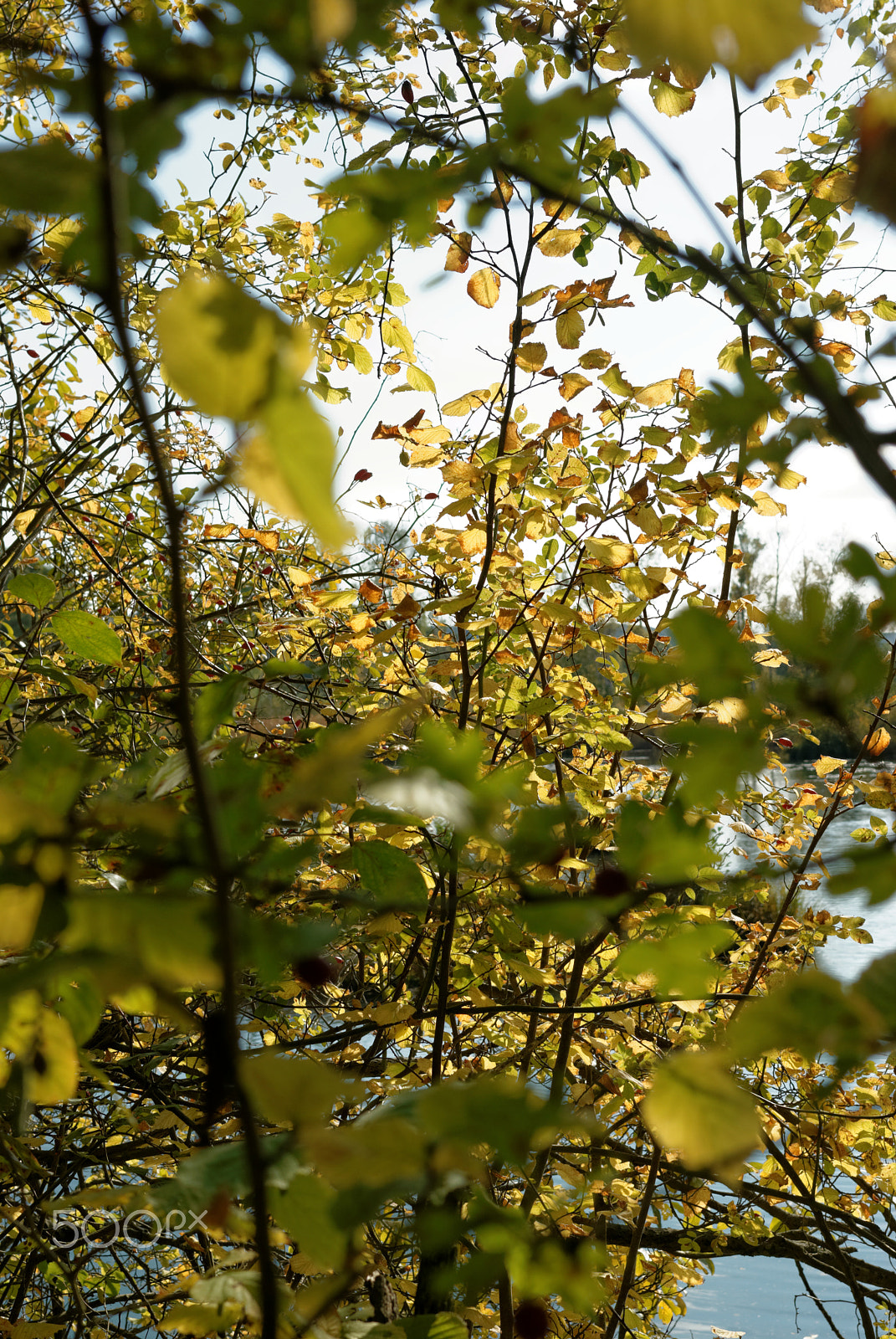 Pentax K10D sample photo. Colors of autumn in picardy photography