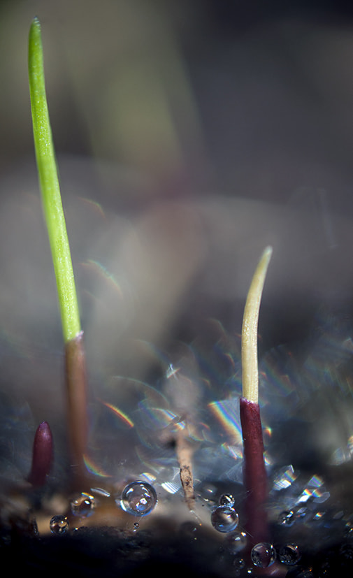 Sigma 70-300mm F4-5.6 APO DG Macro sample photo. Trio photography