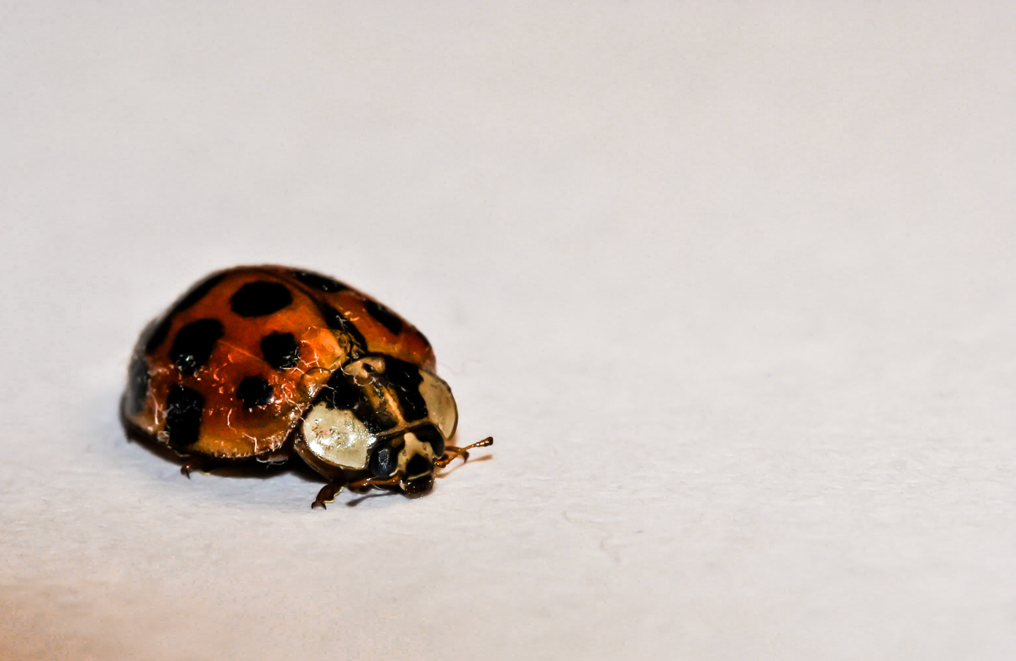 Nikon D3000 sample photo. Ladybug on white paper photography