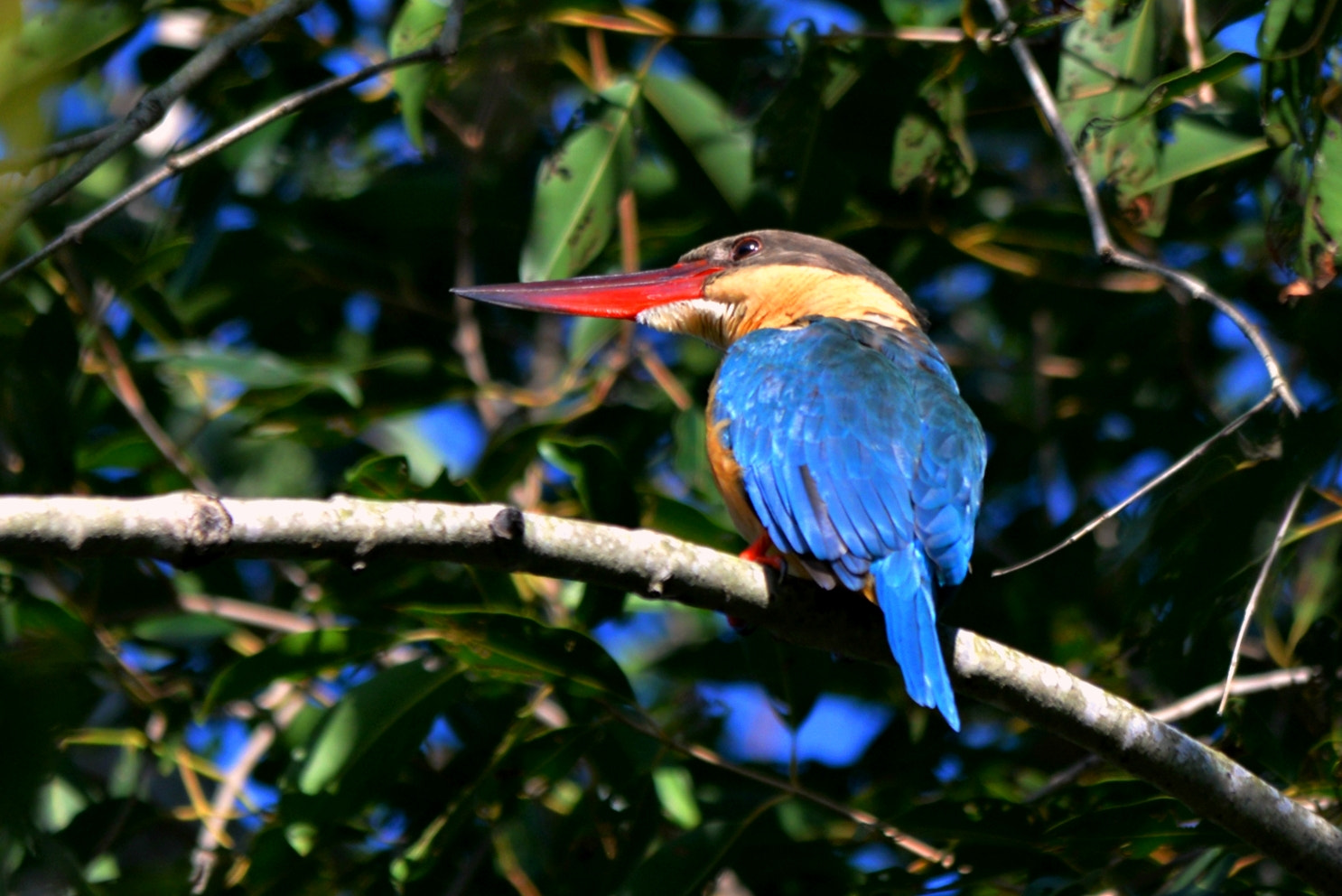 Sigma 150-500mm F5-6.3 DG OS HSM sample photo. Stork billed kingfisher photography