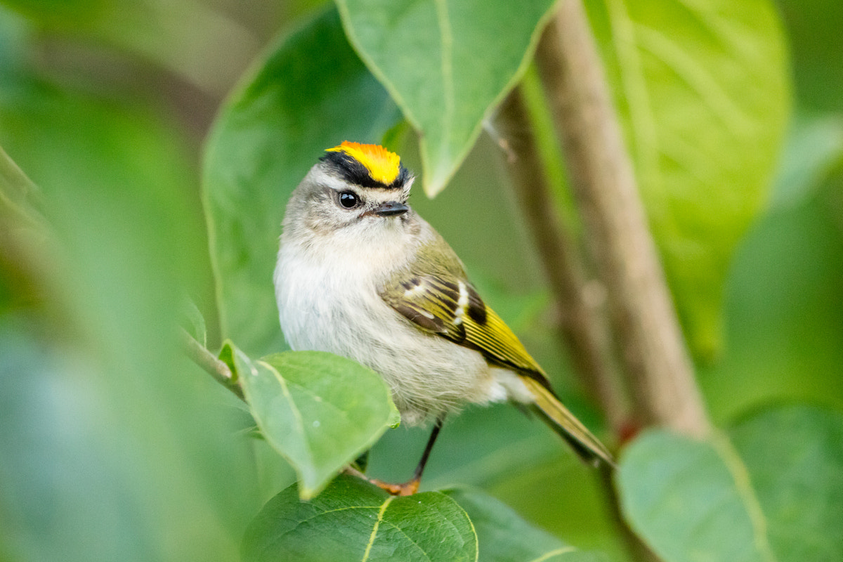 Canon EOS 5DS R + Canon EF 200-400mm F4L IS USM Extender 1.4x sample photo. Golden-crowned kinglet photography