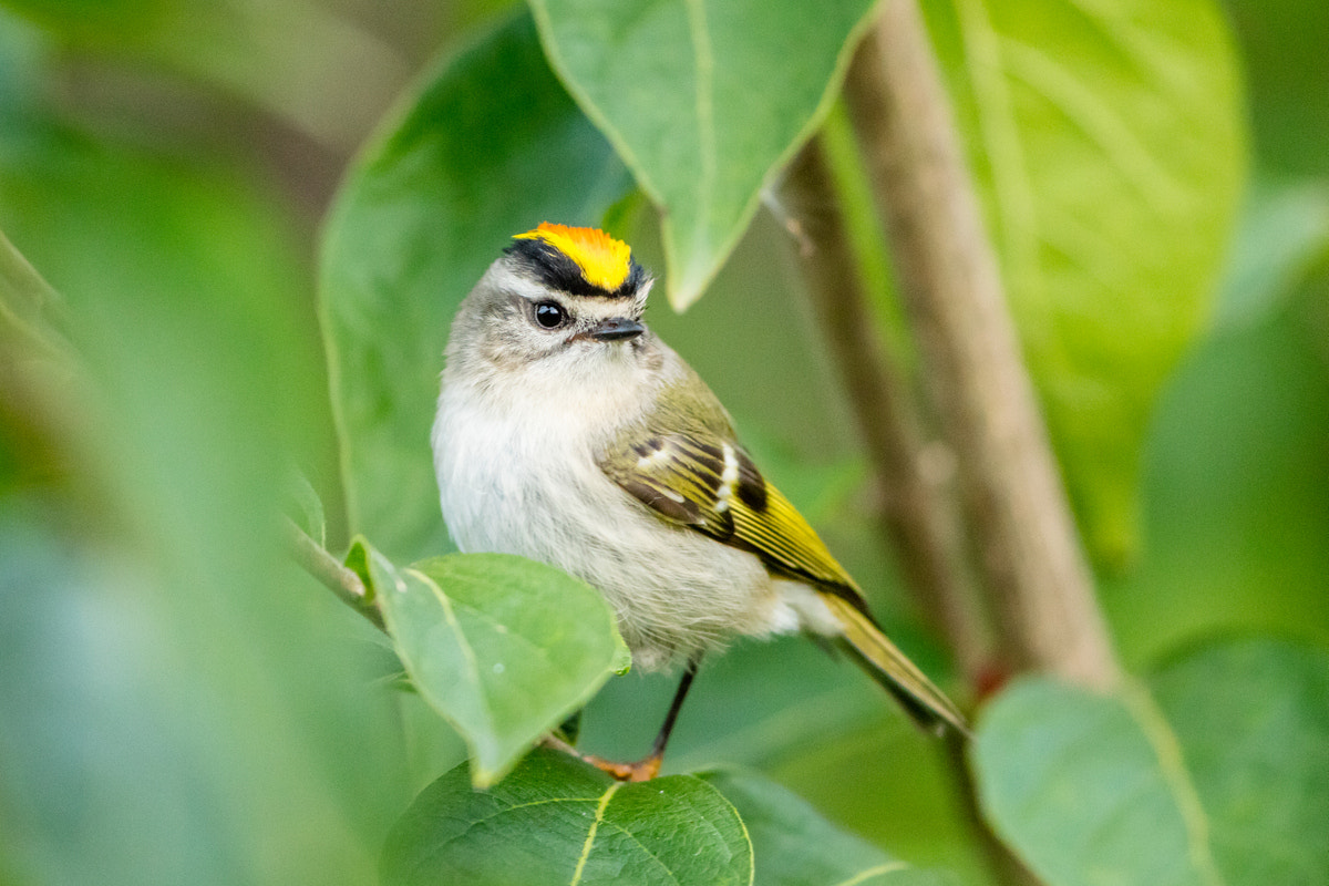 Canon EF 200-400mm F4L IS USM Extender 1.4x sample photo. Golden-crowned kinglet photography