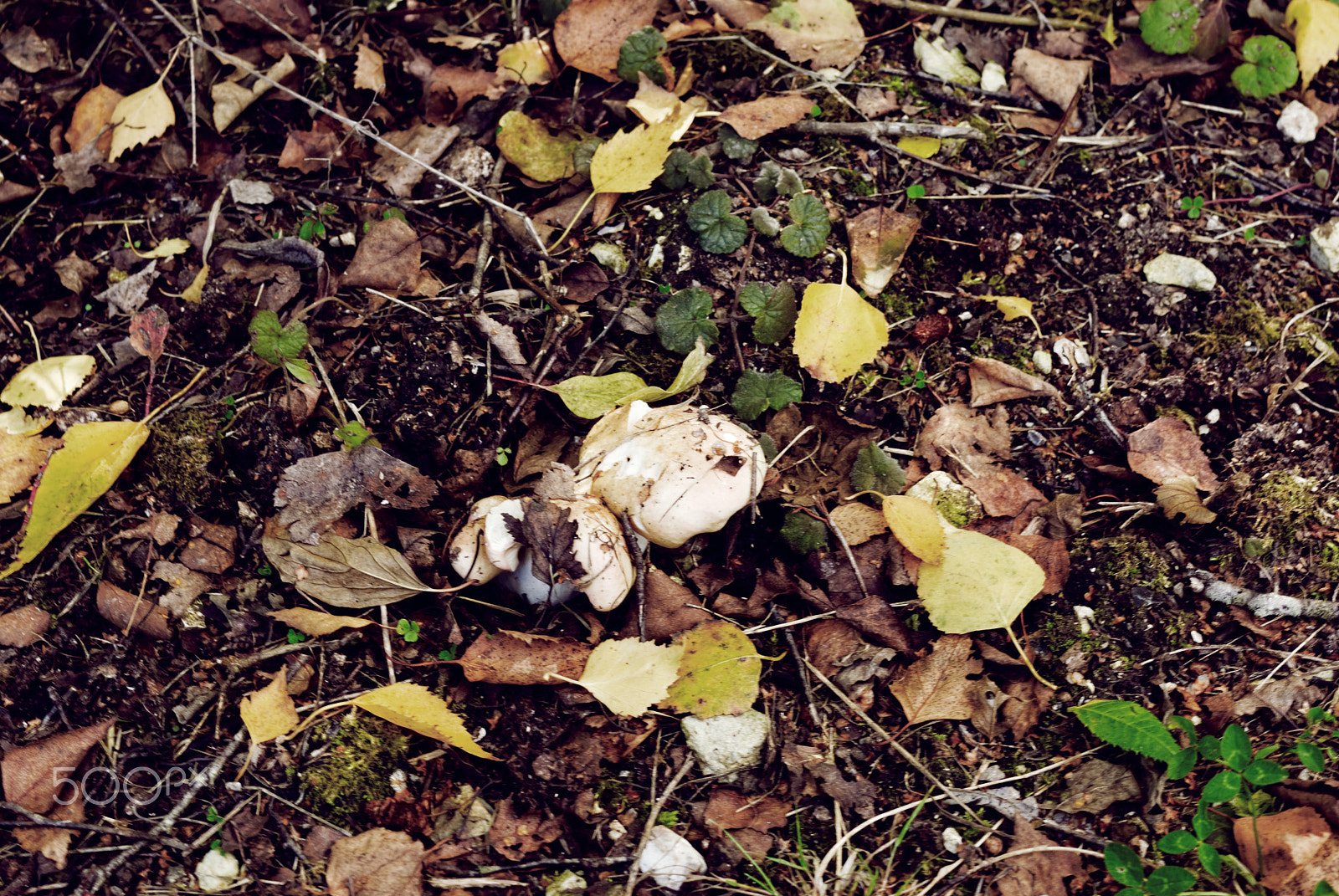 Pentax K10D sample photo. Colors of autumn in picardy photography