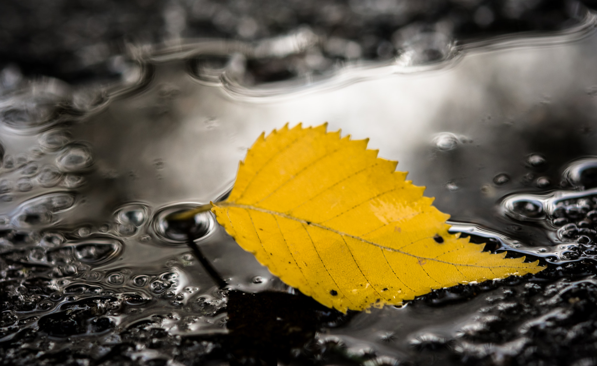 Nikon AF-S Micro-Nikkor 60mm F2.8G ED sample photo. Time flies photography