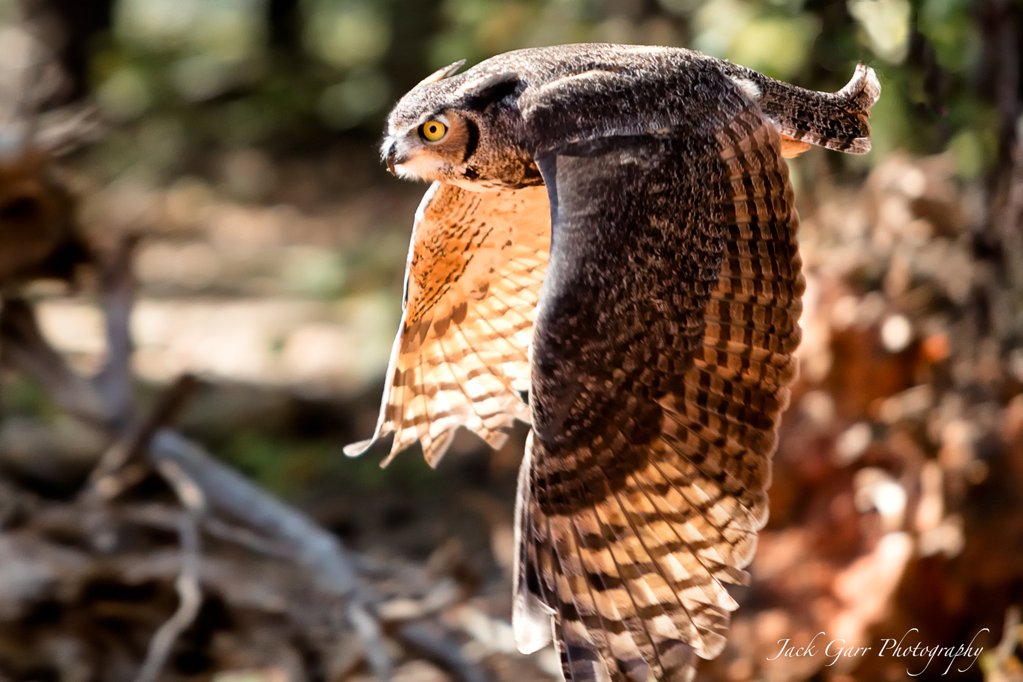 Canon EF 70-200mm F2.8L IS USM sample photo. Great horned owl in flight photography