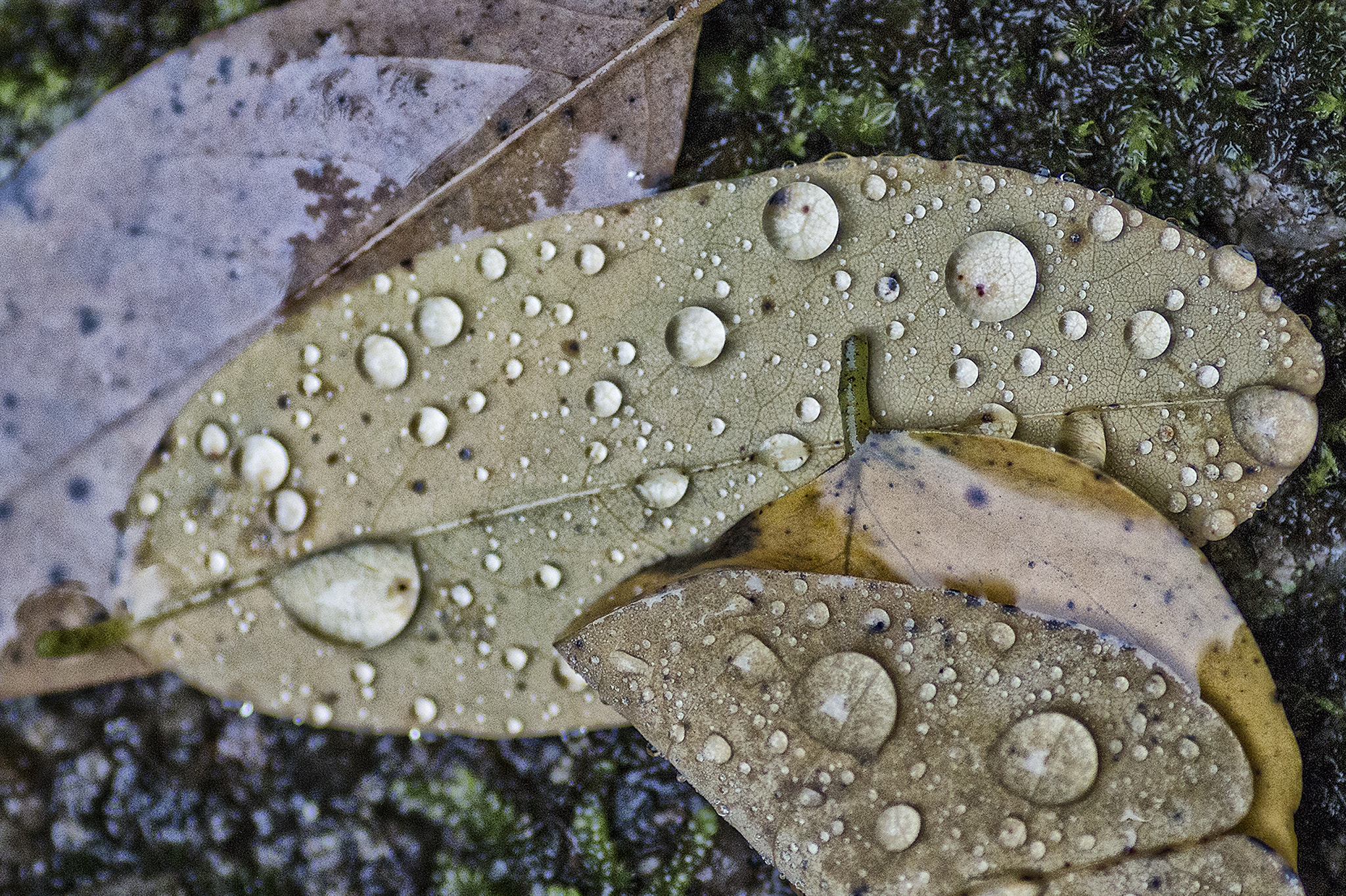 Canon EOS 70D + Tamron SP AF 90mm F2.8 Di Macro sample photo. Autumn photography