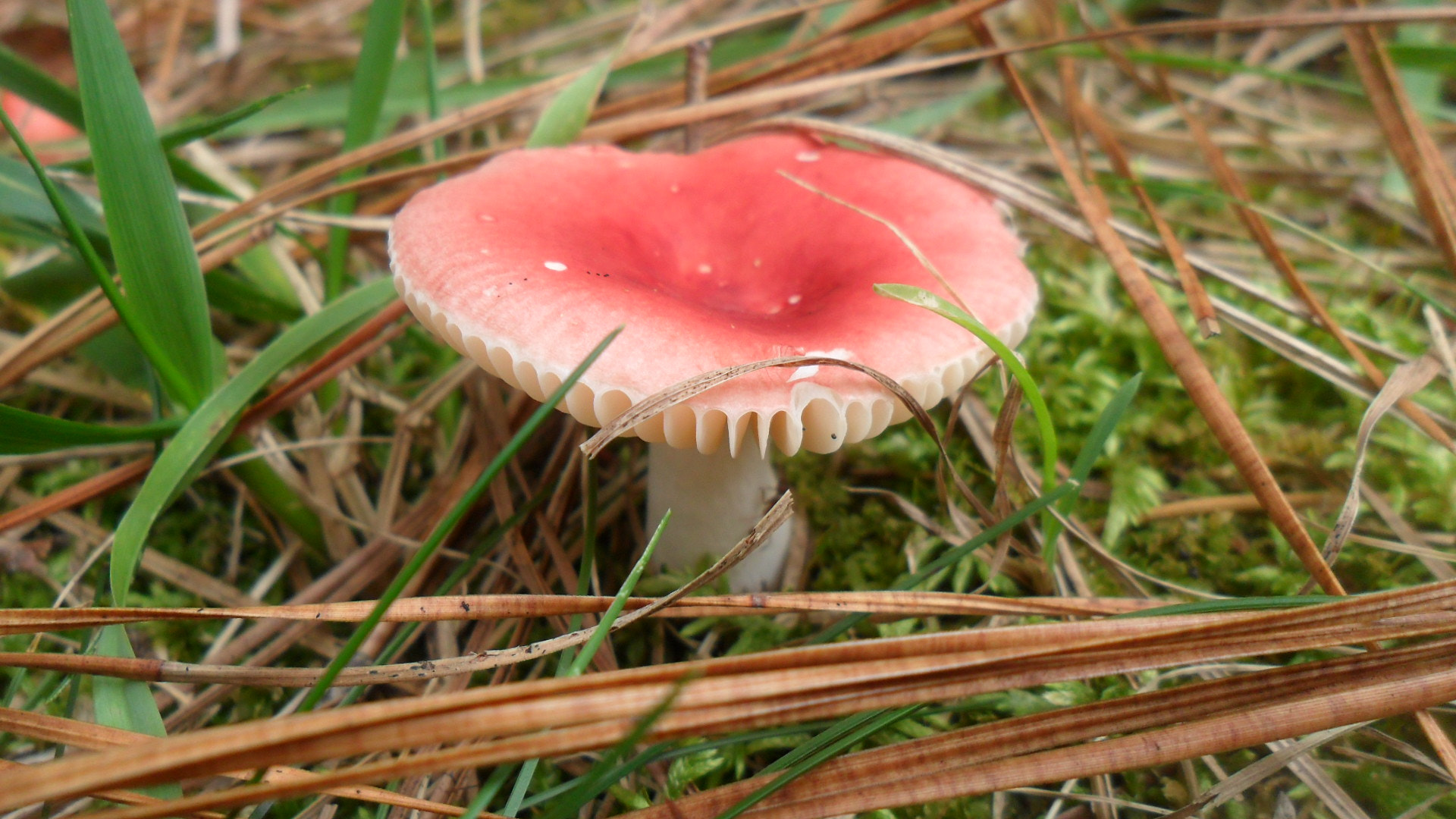 Samsung ES73 / VLUU ES73 /  SL605 sample photo. Mushroom cap photography