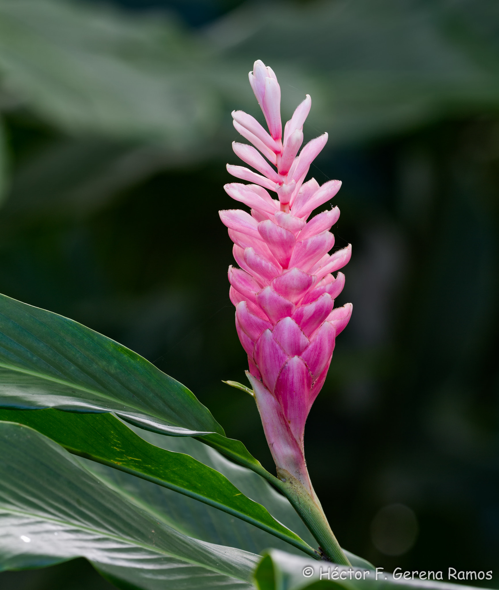 Sigma APO Macro 180mm F2.8 EX DG OS HSM sample photo. Pink photography