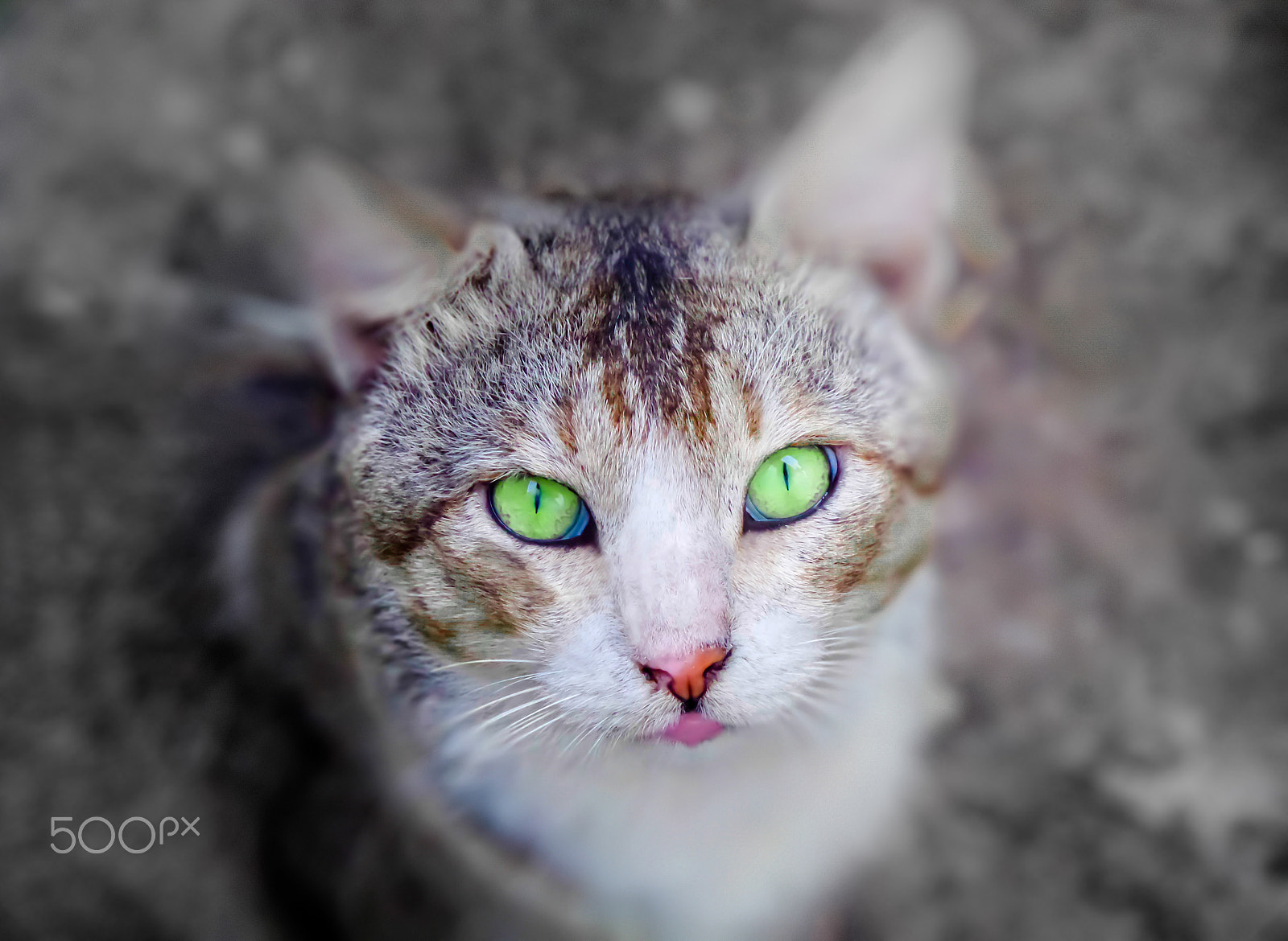 Samsung WB800F sample photo. Threatening eyes photography