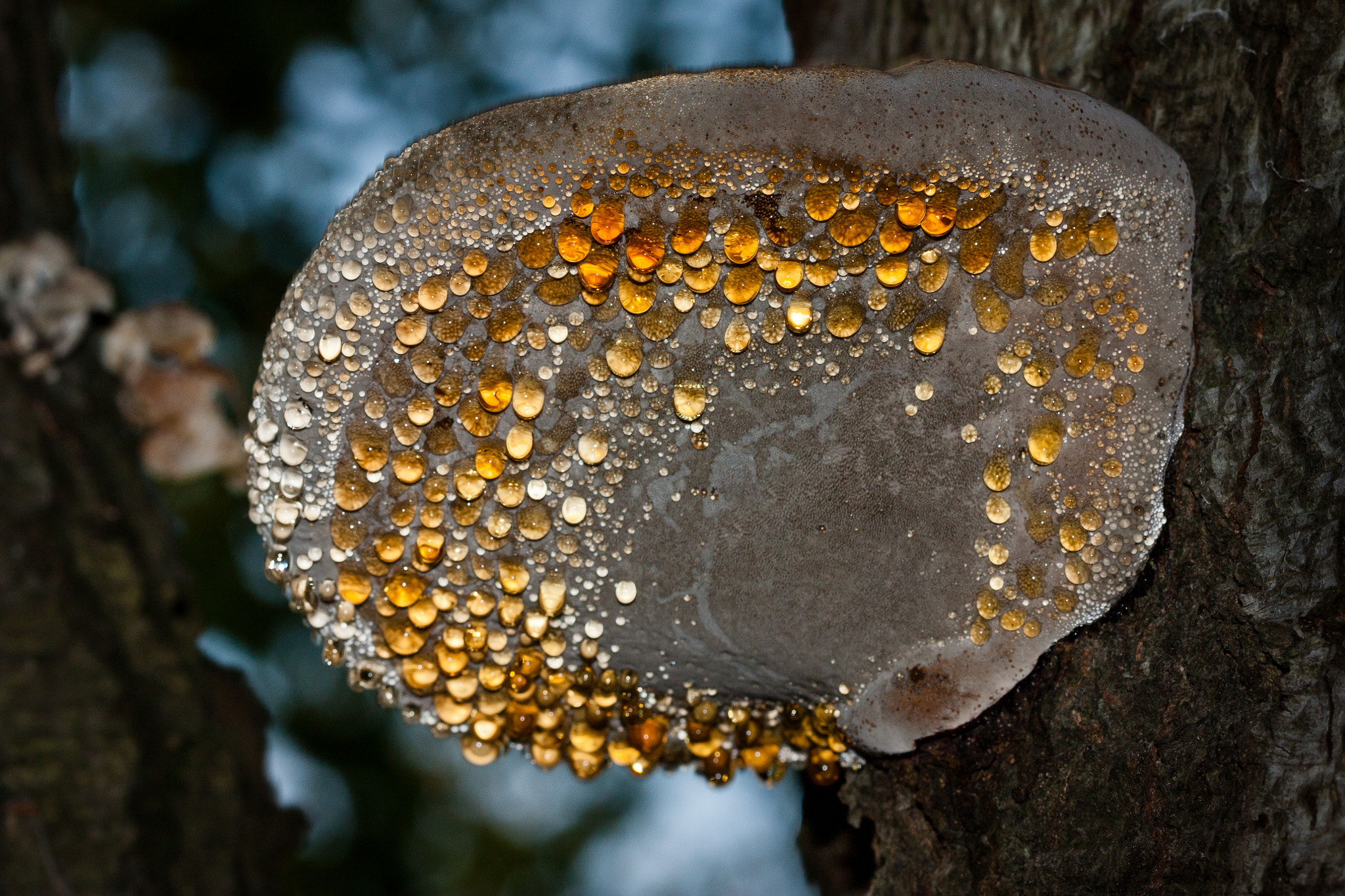 Canon EF 100mm F2.8 Macro USM sample photo. Golden droplets photography