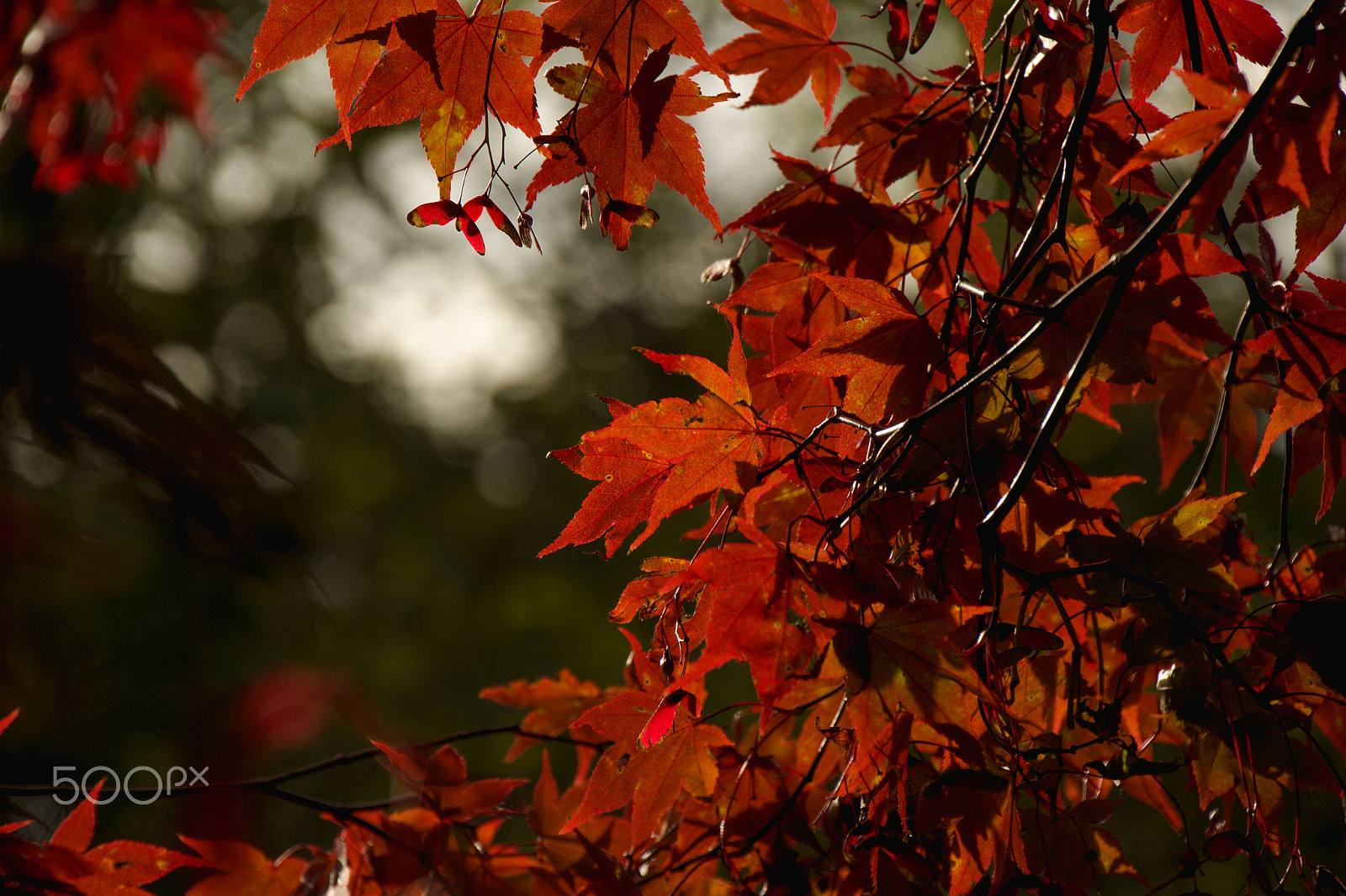 18.00 - 200.00 mm f/3.5 - 6.3 sample photo. Window autumn photography