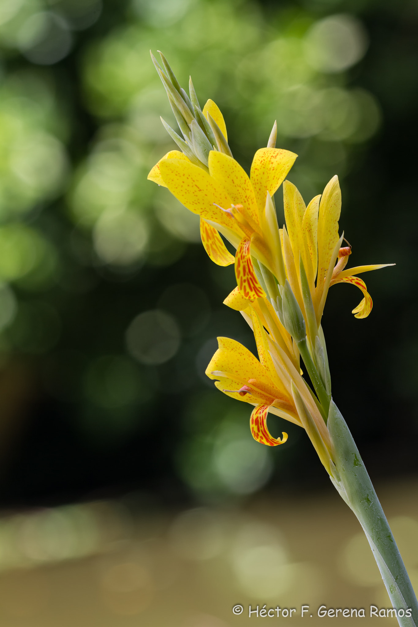 Sigma APO Macro 180mm F2.8 EX DG OS HSM sample photo. Stand yellow photography