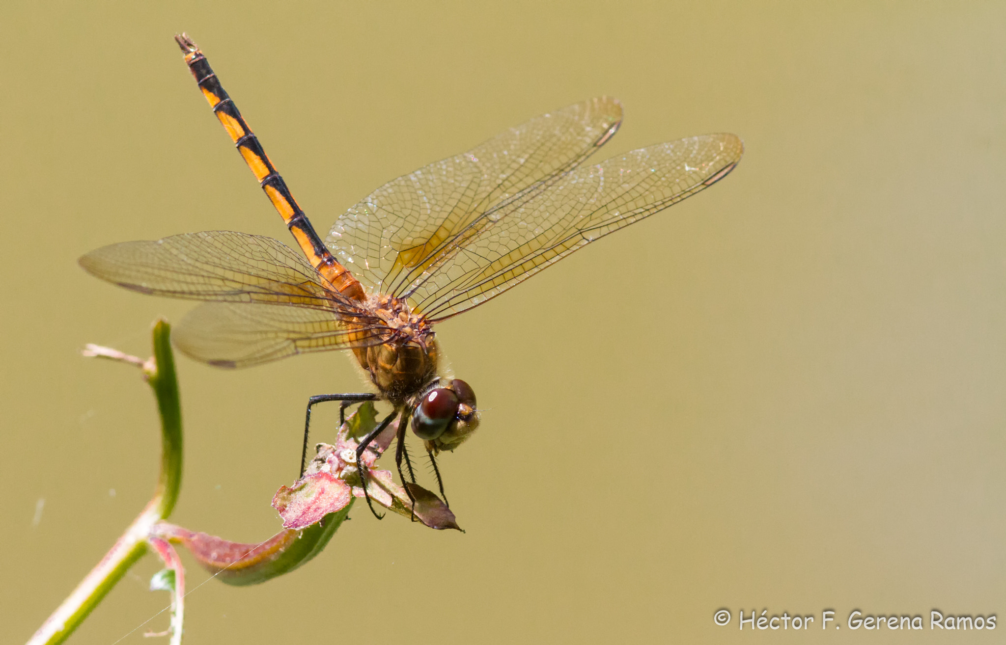 Canon EOS 7D + Canon EF 300mm F4L IS USM sample photo. 4 wings photography