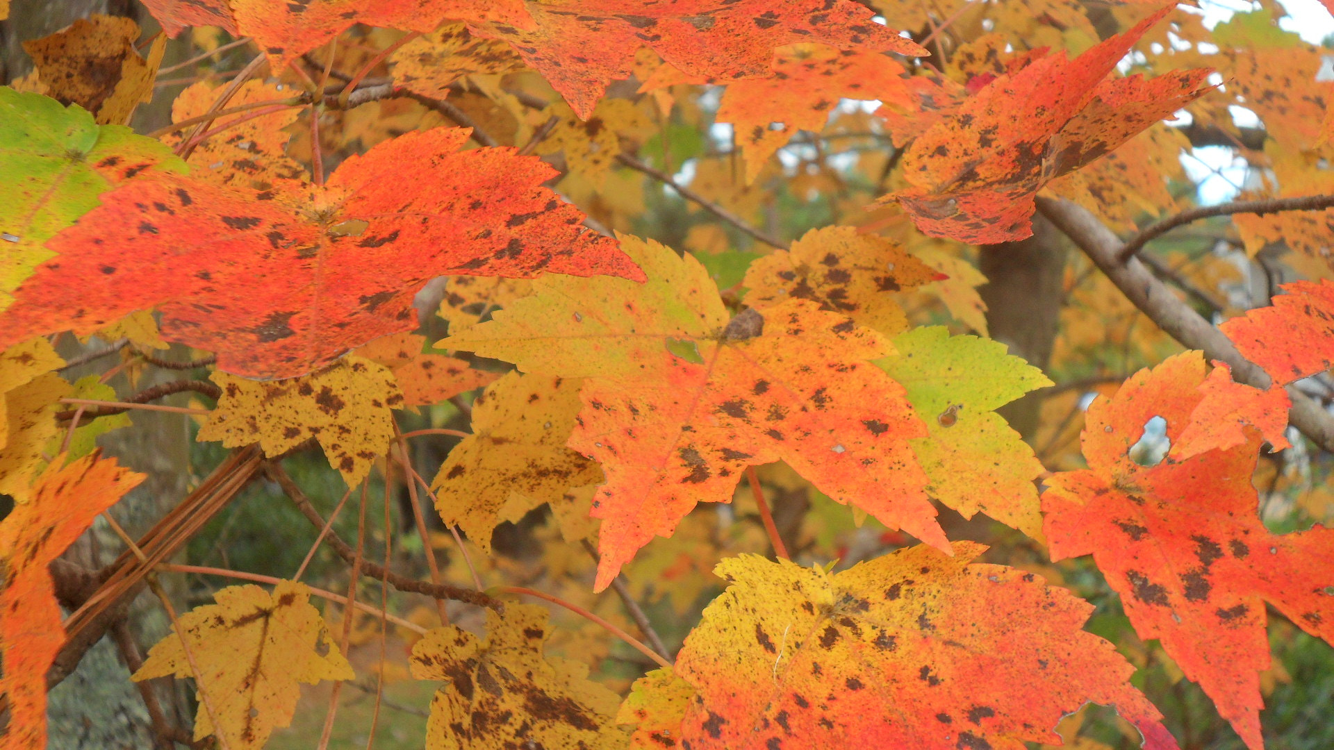 Samsung ES73 / VLUU ES73 /  SL605 sample photo. Autumn leaves photography