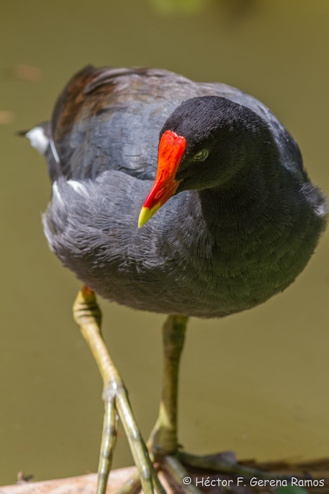 Canon EF 300mm F4L IS USM sample photo. Red look photography