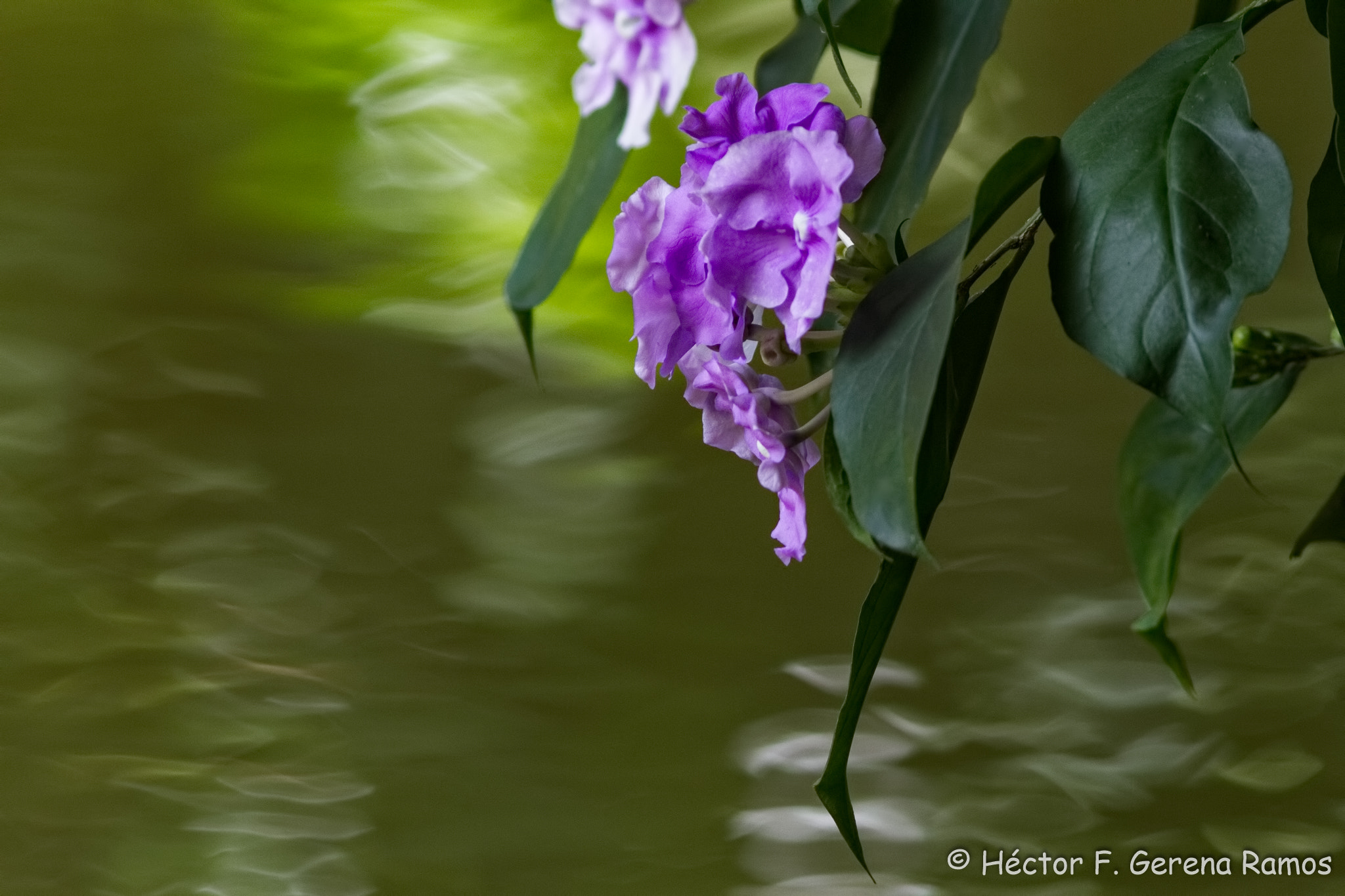 Canon EF 300mm F4L IS USM sample photo. Almost touch photography