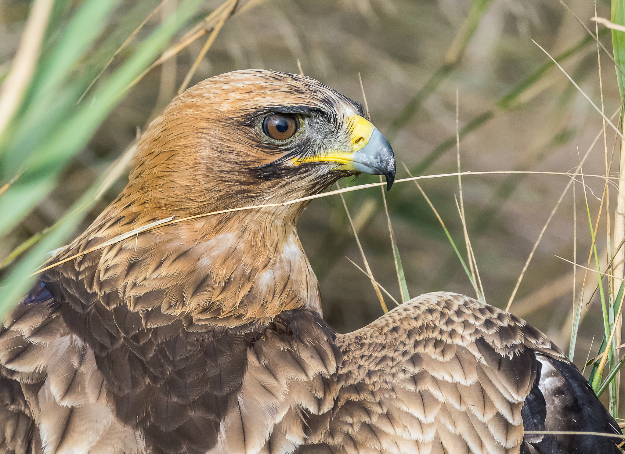 Pentax K-3 II + Pentax smc DA* 300mm F4.0 ED (IF) SDM sample photo. Buse variable photography