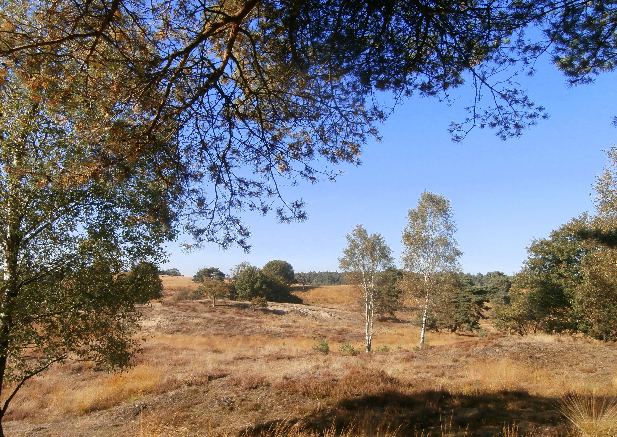 Olympus VR340,D750 sample photo. A bright and beautiful day on the veluwe. photography