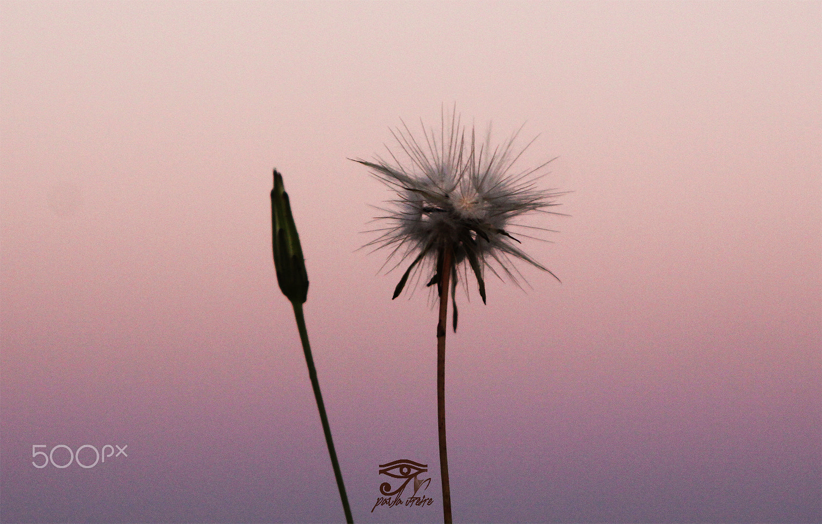 Canon EF 28-105mm f/3.5-4.5 USM sample photo. Dandelion photography