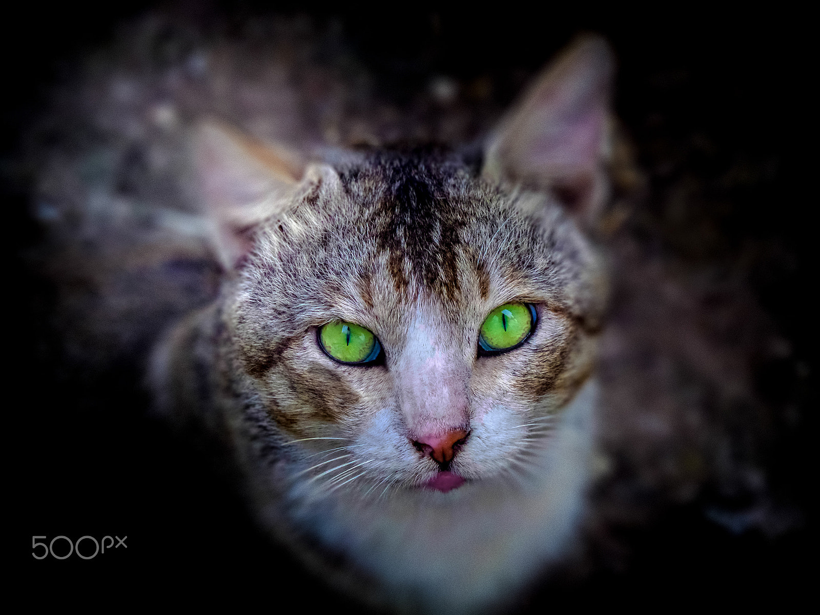 Samsung WB800F sample photo. Threatening eyes v. 2 photography