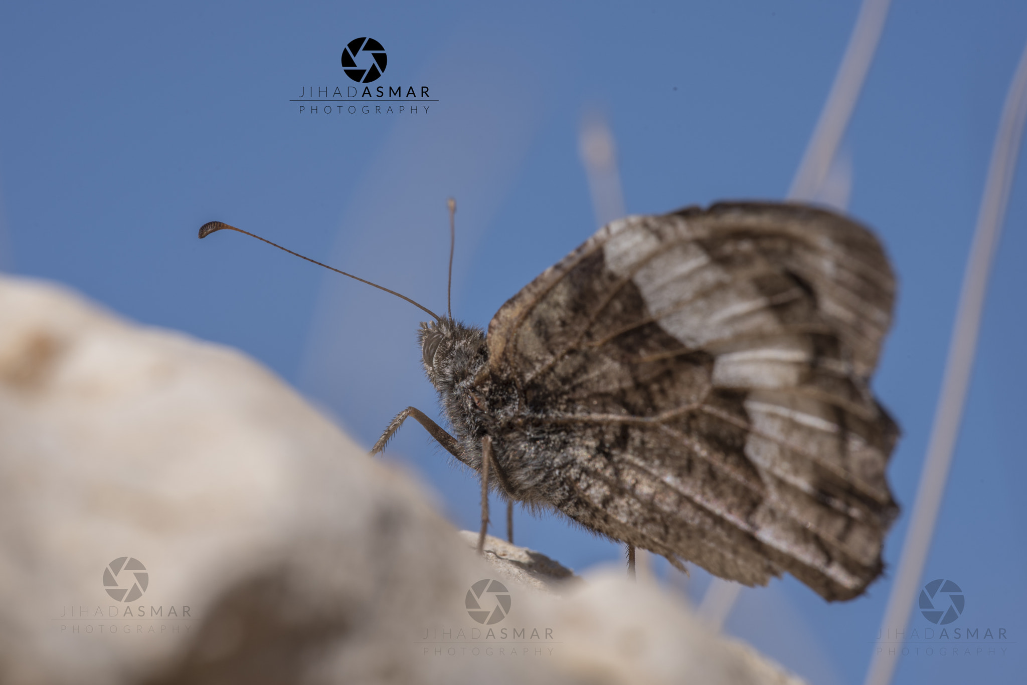 Sigma 150mm F2.8 EX DG Macro HSM sample photo. Hello butterfly - lebanon photography