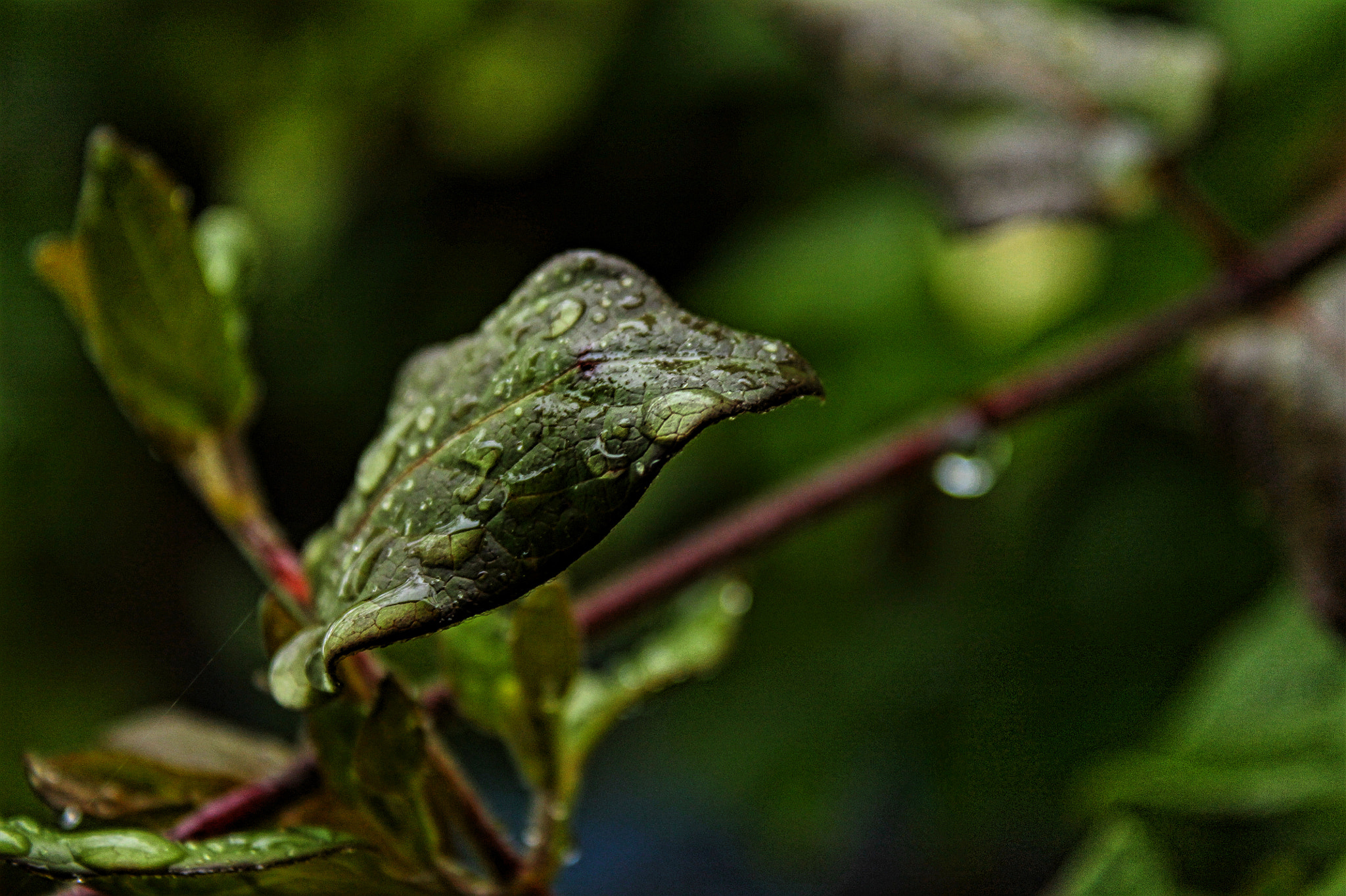 Canon EOS 1100D (EOS Rebel T3 / EOS Kiss X50) + Canon EF 50mm f/1.8 sample photo. Raindrops photography